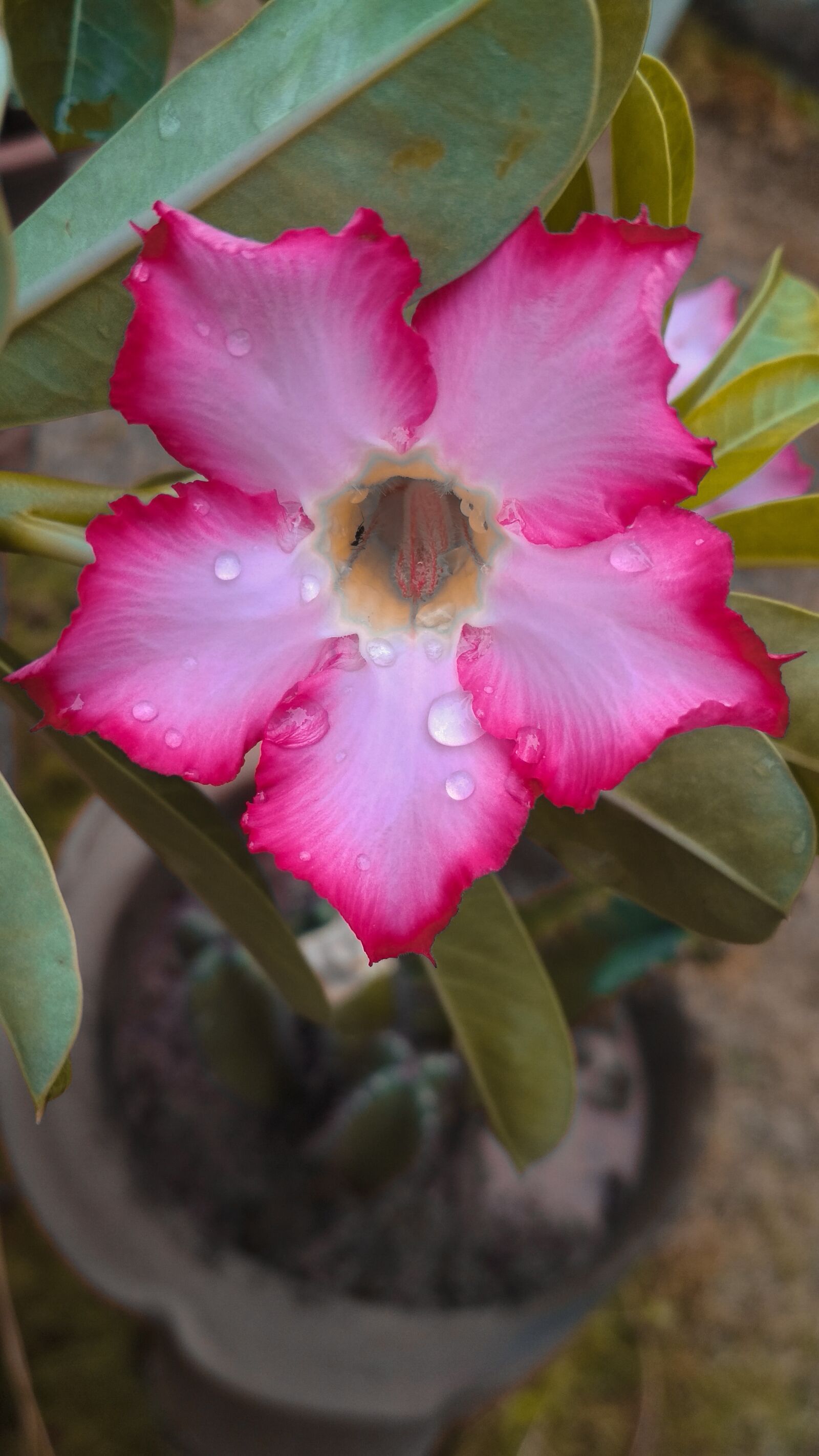Xiaomi Redmi 4 Pro sample photo. Flowers, best flower, drops photography