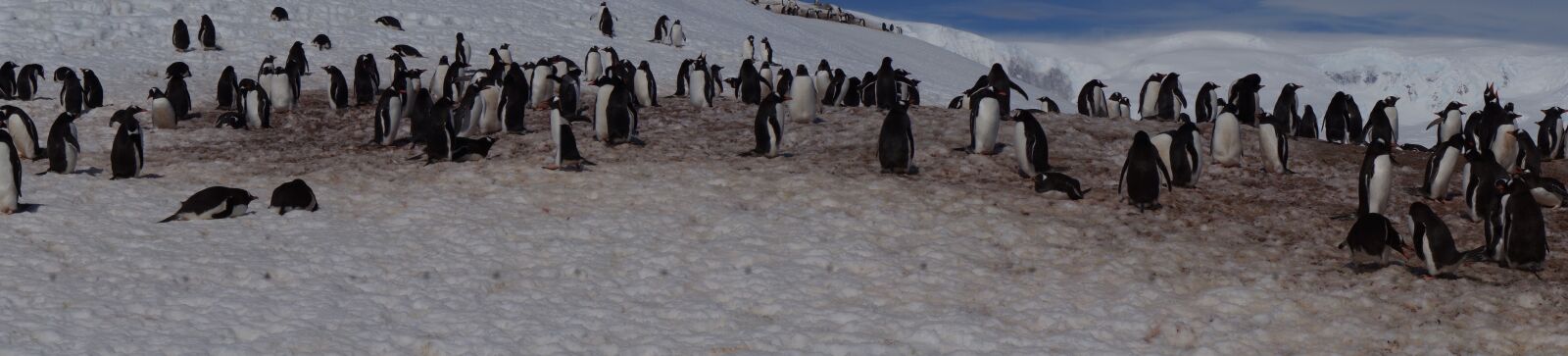 Sony Alpha NEX-5N + Sony E 18-55mm F3.5-5.6 OSS sample photo. Antarctica, glacier, penguin photography