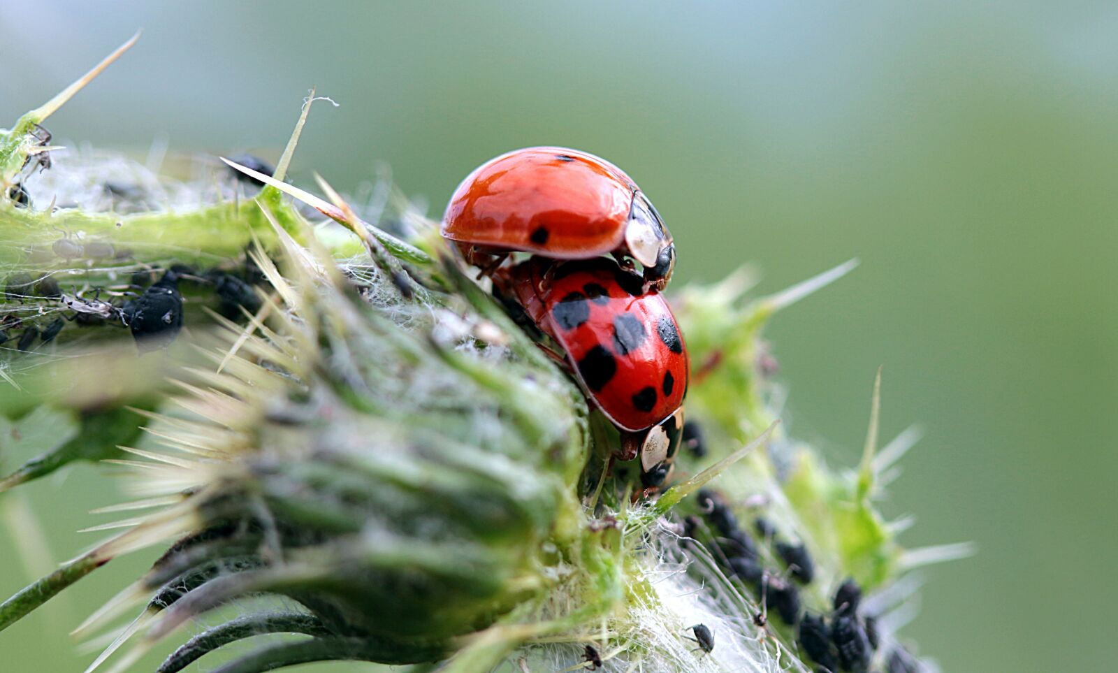 Canon EOS 650D (EOS Rebel T4i / EOS Kiss X6i) sample photo. Ladybug, asian ladybug, harmonia photography