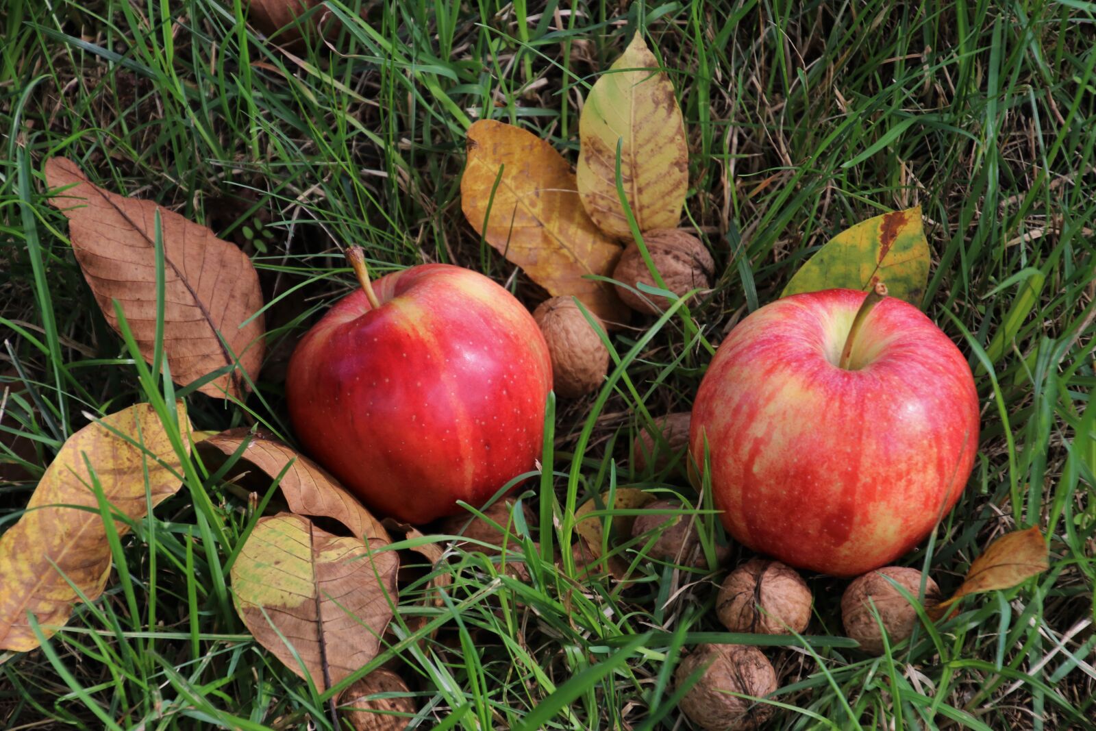 Canon EOS 80D sample photo. Apple, apples, foliage photography