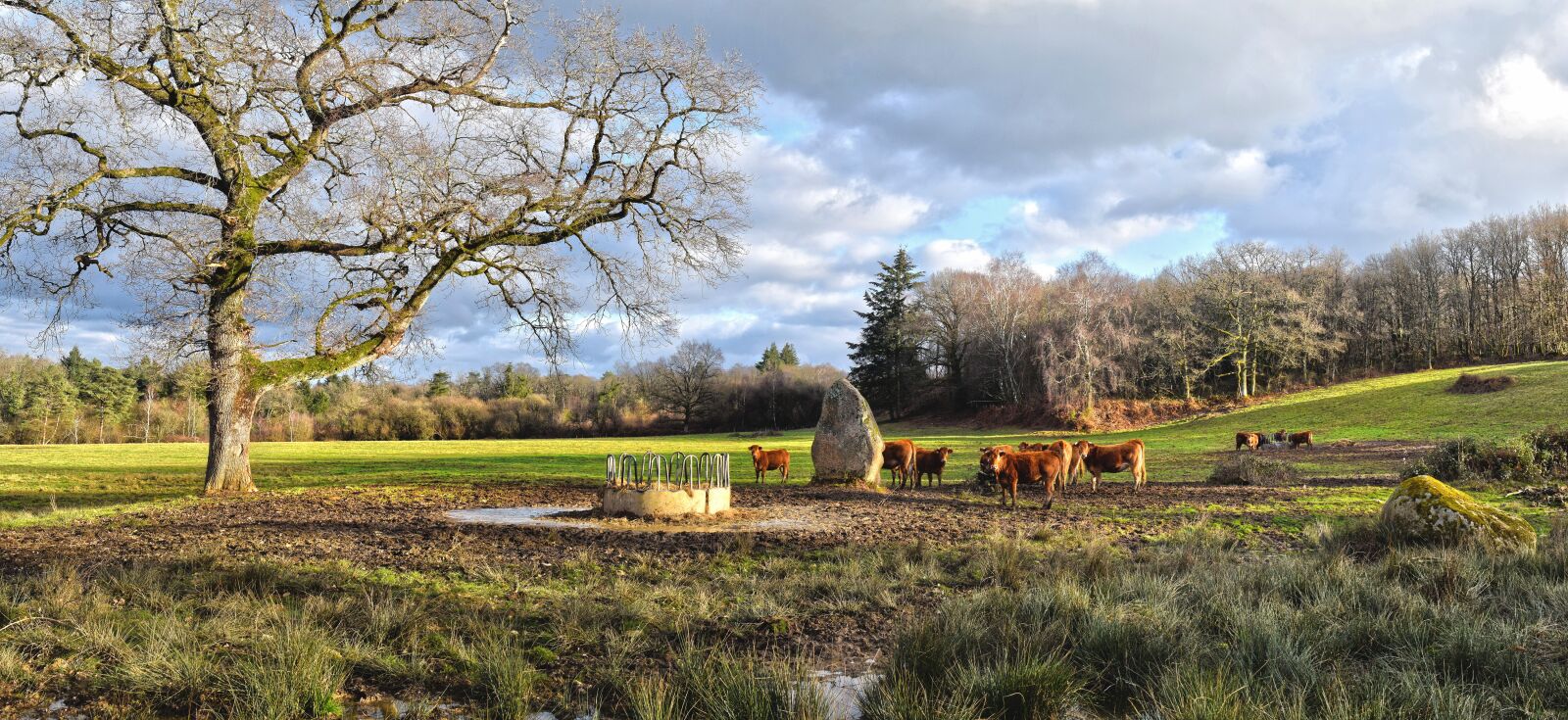 Nikon D5300 sample photo. Cows, cattle, field photography