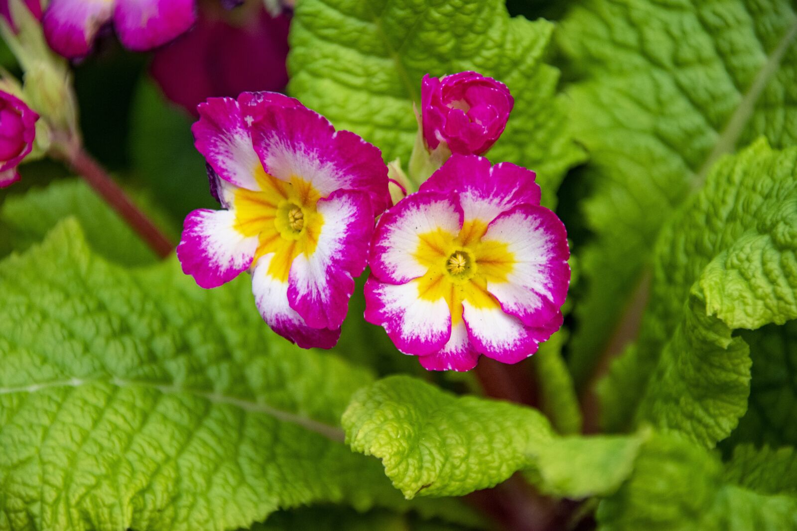 Nikon D3400 sample photo. Purple, blossom, flowers photography