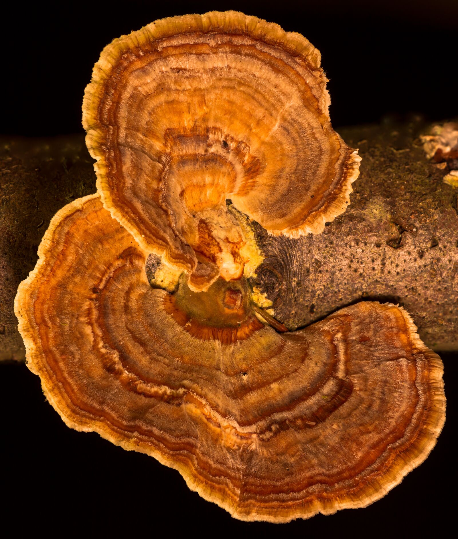 Canon EOS 7D sample photo. Mushroom, tree fungus, velvety photography