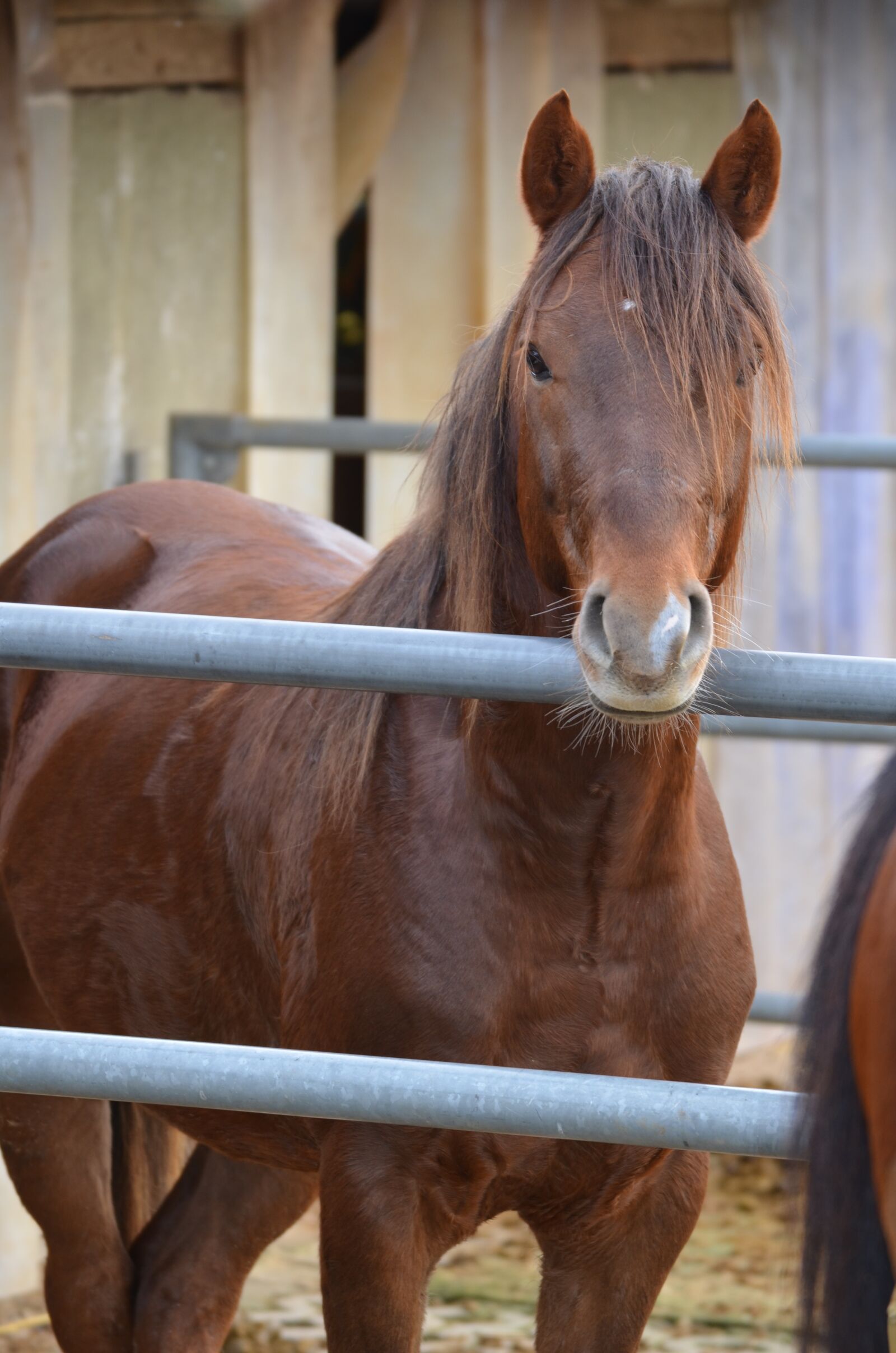 Nikon D5100 sample photo. Brown horse, stallion, deckhengst photography