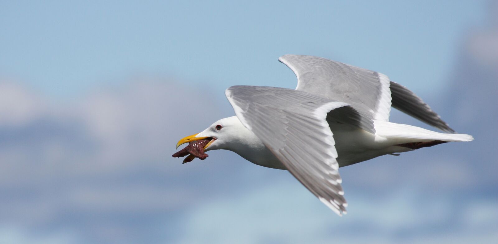 Canon EOS 40D sample photo. Seagull, catch, starfish photography