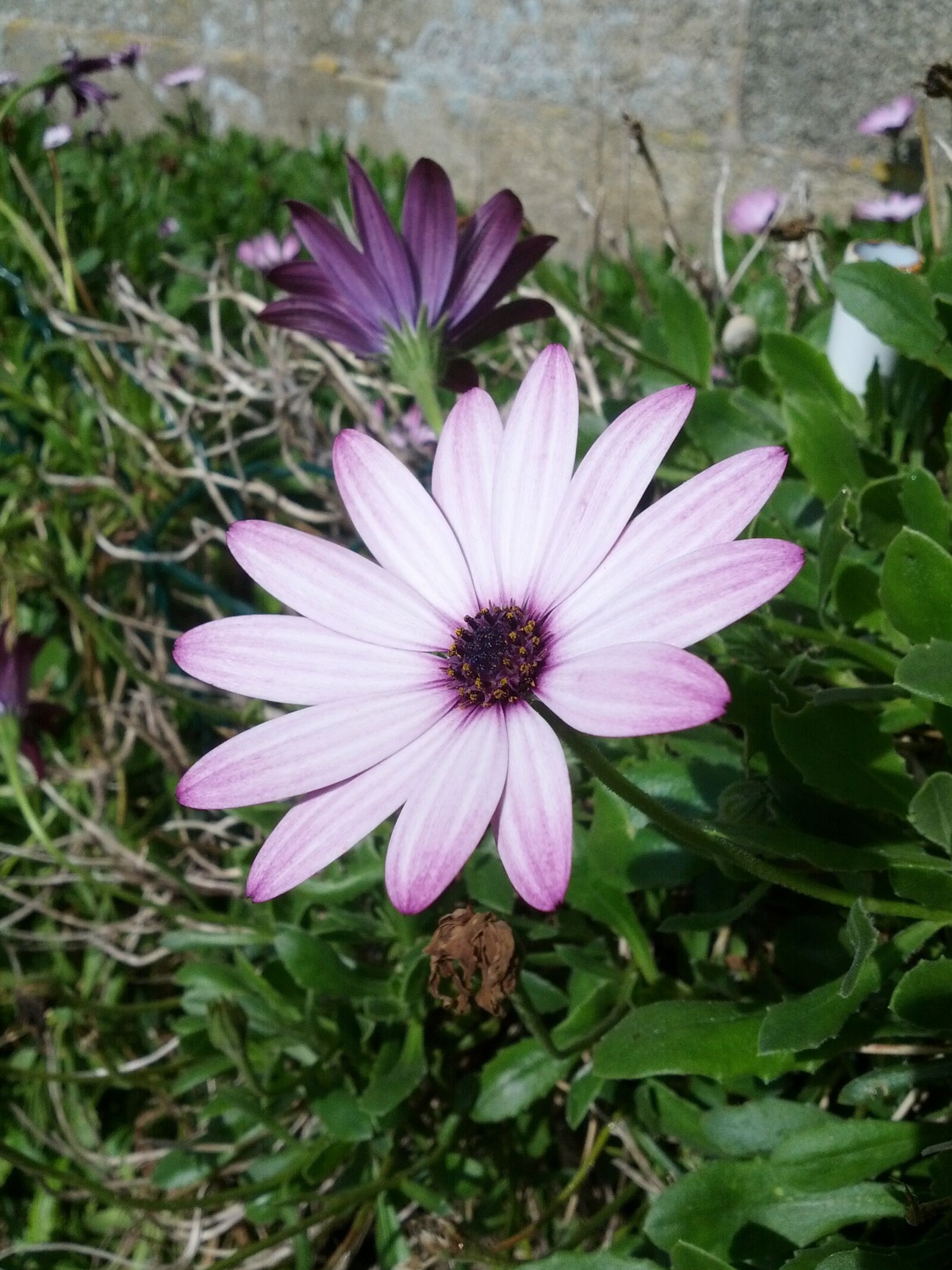 Samsung Galaxy Nexus sample photo. Flower, violet, nature photography