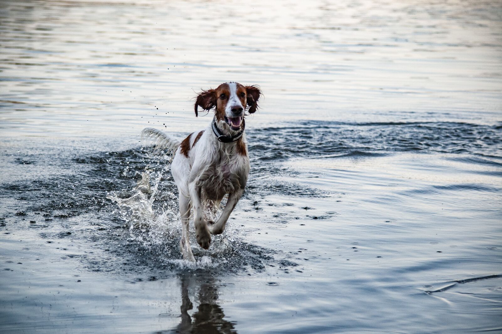 Nikon D5000 sample photo. Irish setter, animal, mammal photography