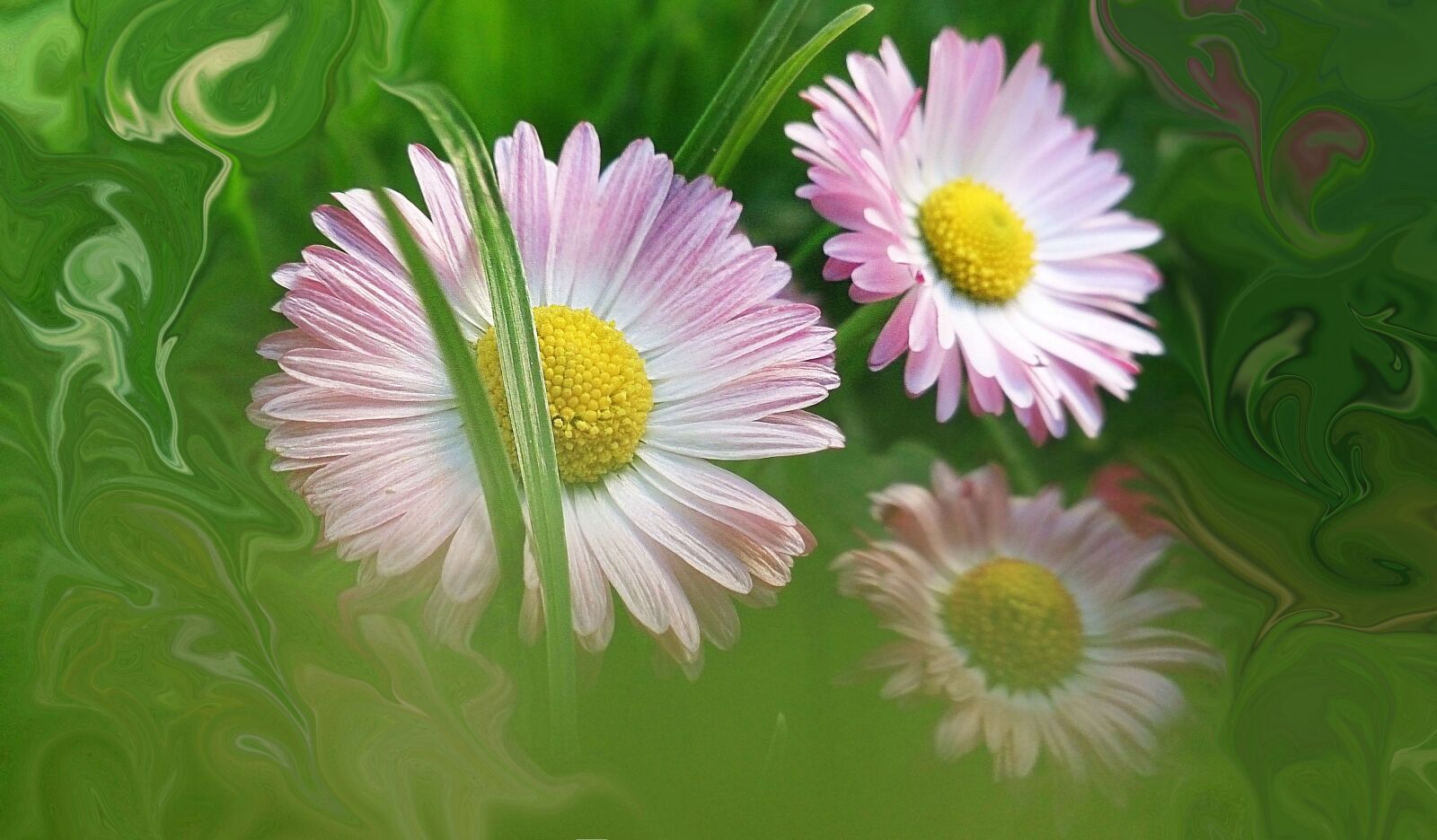Sony Xperia Z sample photo. Daisies, flowers, makro photography