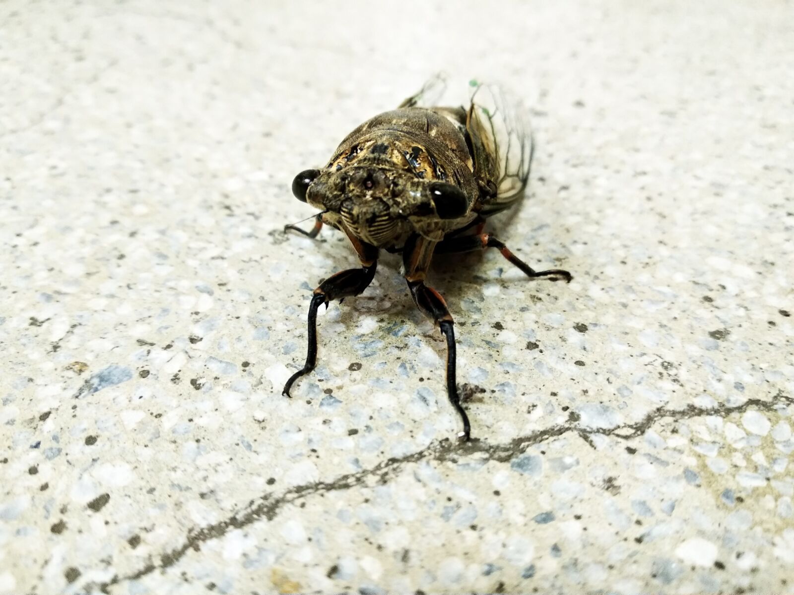 Xiaomi Mi A1 sample photo. Beetle, bug, insect photography