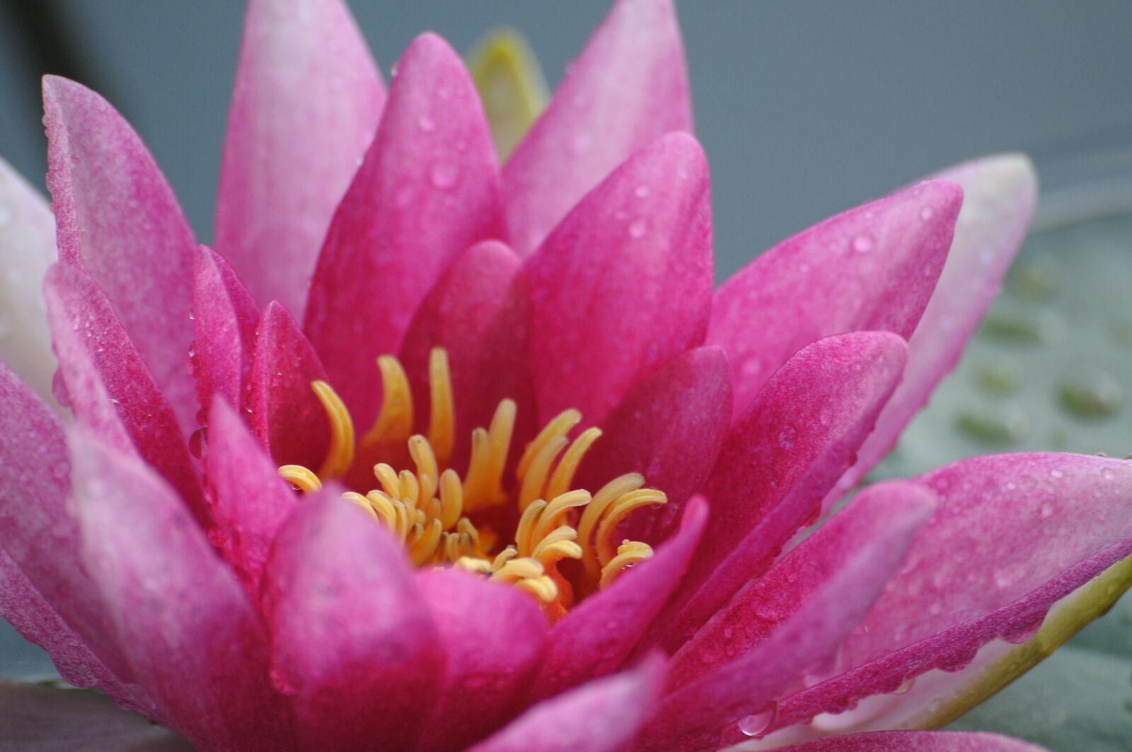 Nikon D300 sample photo. Water lily, flower, lake photography