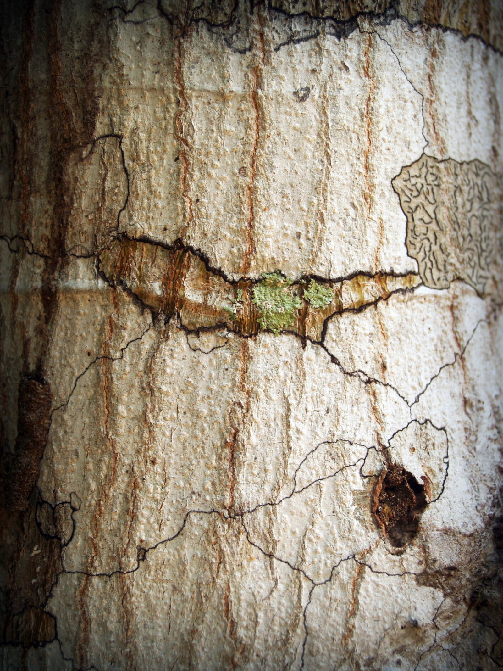 Olympus E-300 (EVOLT E-300) sample photo. Bark, tree, wood photography