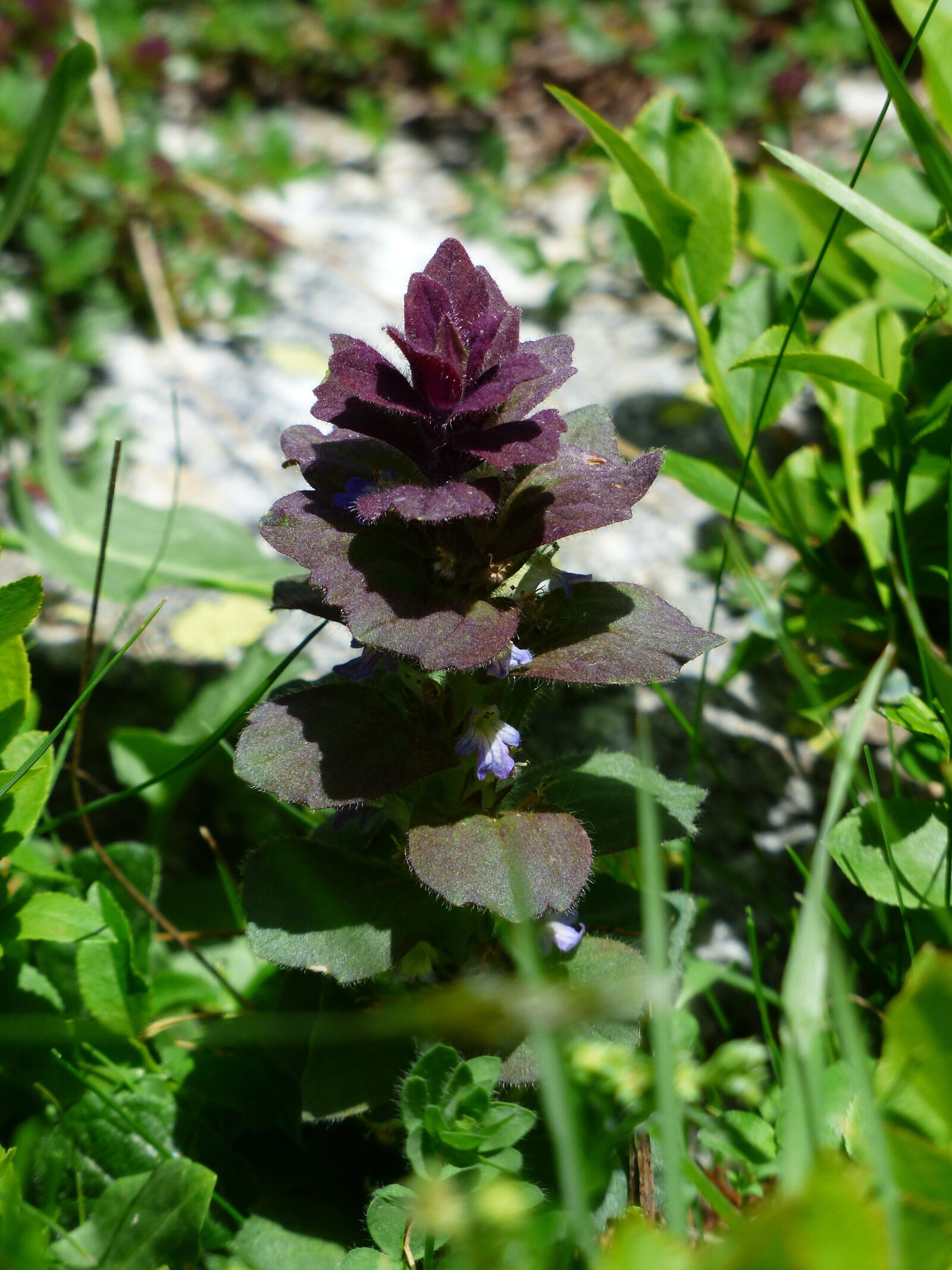 Panasonic Lumix DMC-FZ200 sample photo. Pyramidalis, bugle, flower photography