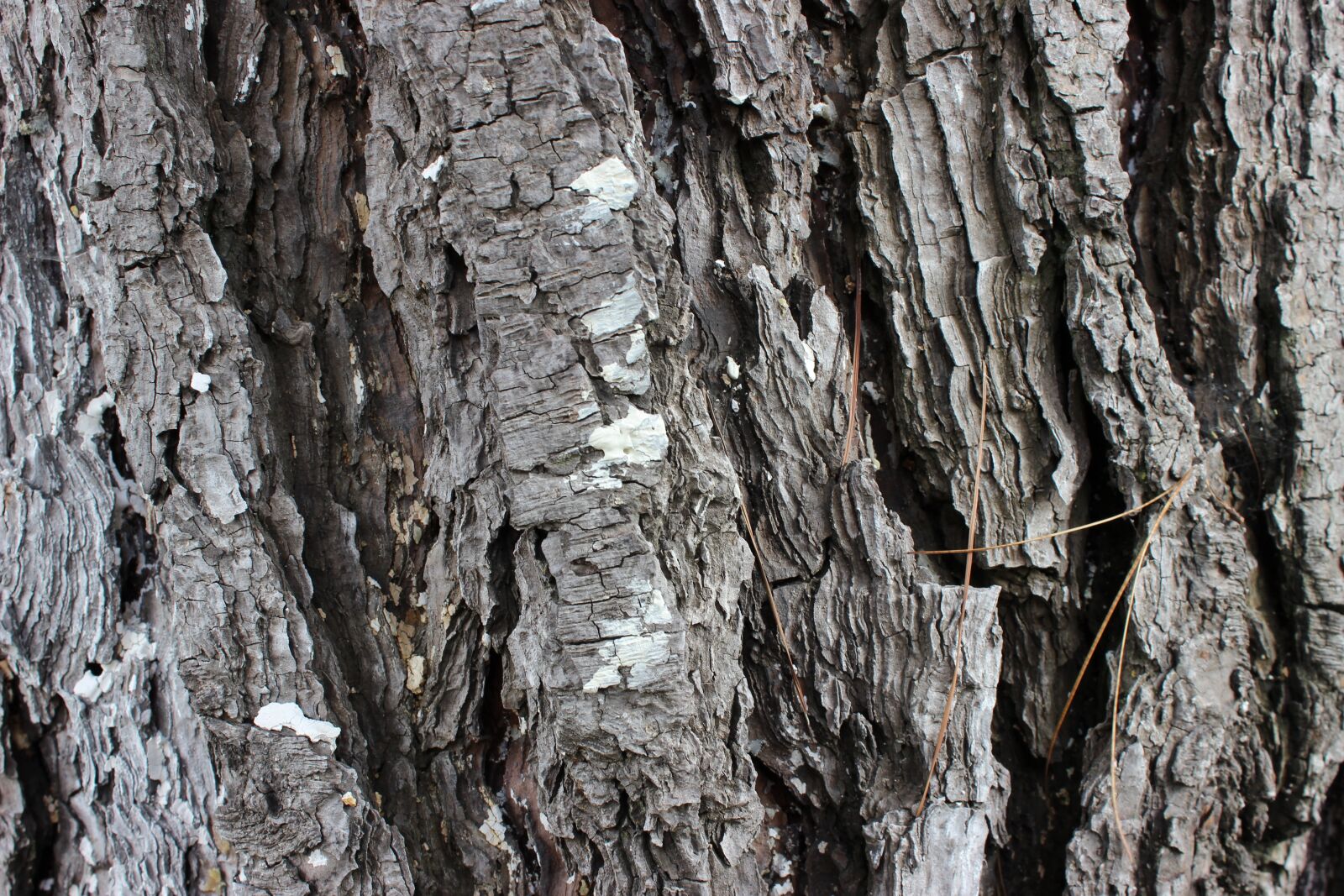 Canon EOS 600D (Rebel EOS T3i / EOS Kiss X5) sample photo. Texture tree, nature, bark photography