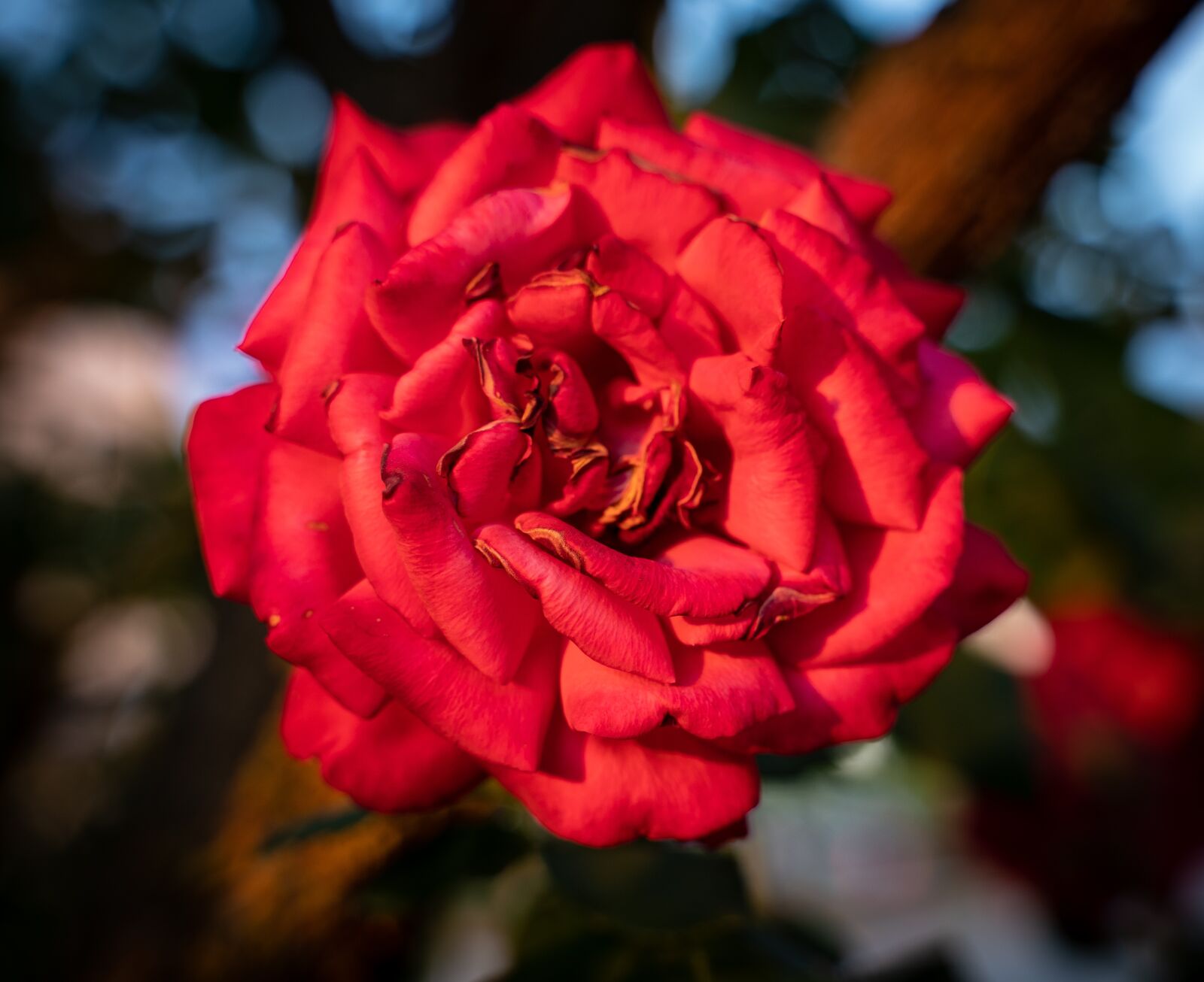 Sony a7 III sample photo. Roses, rose flower, bloom photography