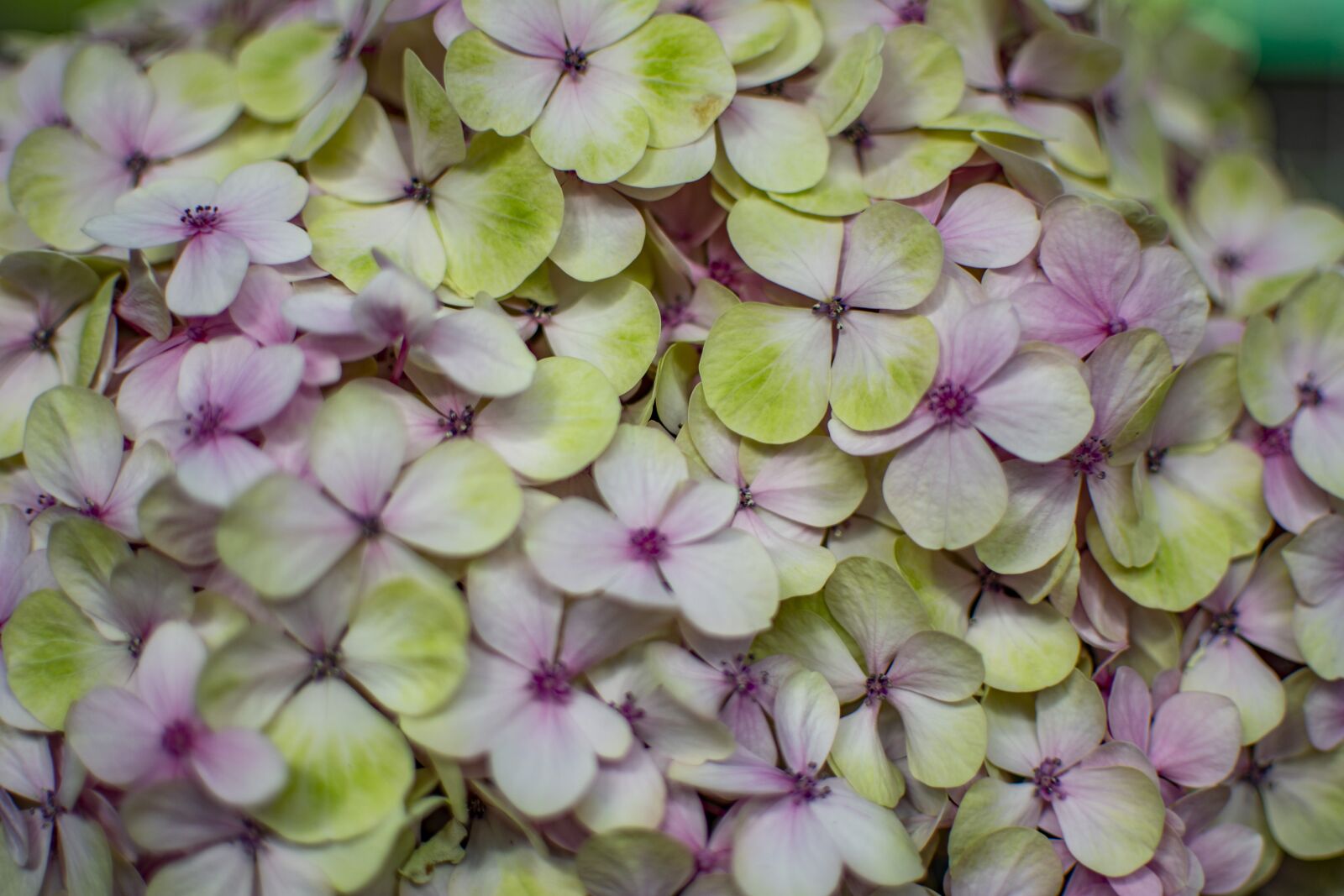 Nikon D5200 sample photo. Spring, flowers, season photography