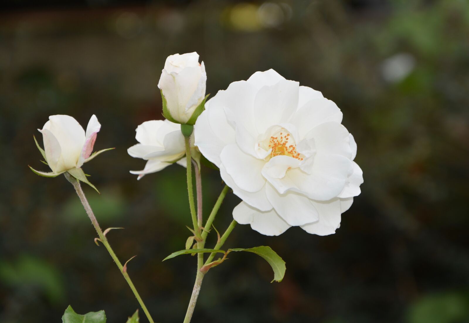 Nikon D5200 sample photo. White rose, buttons, flowers photography