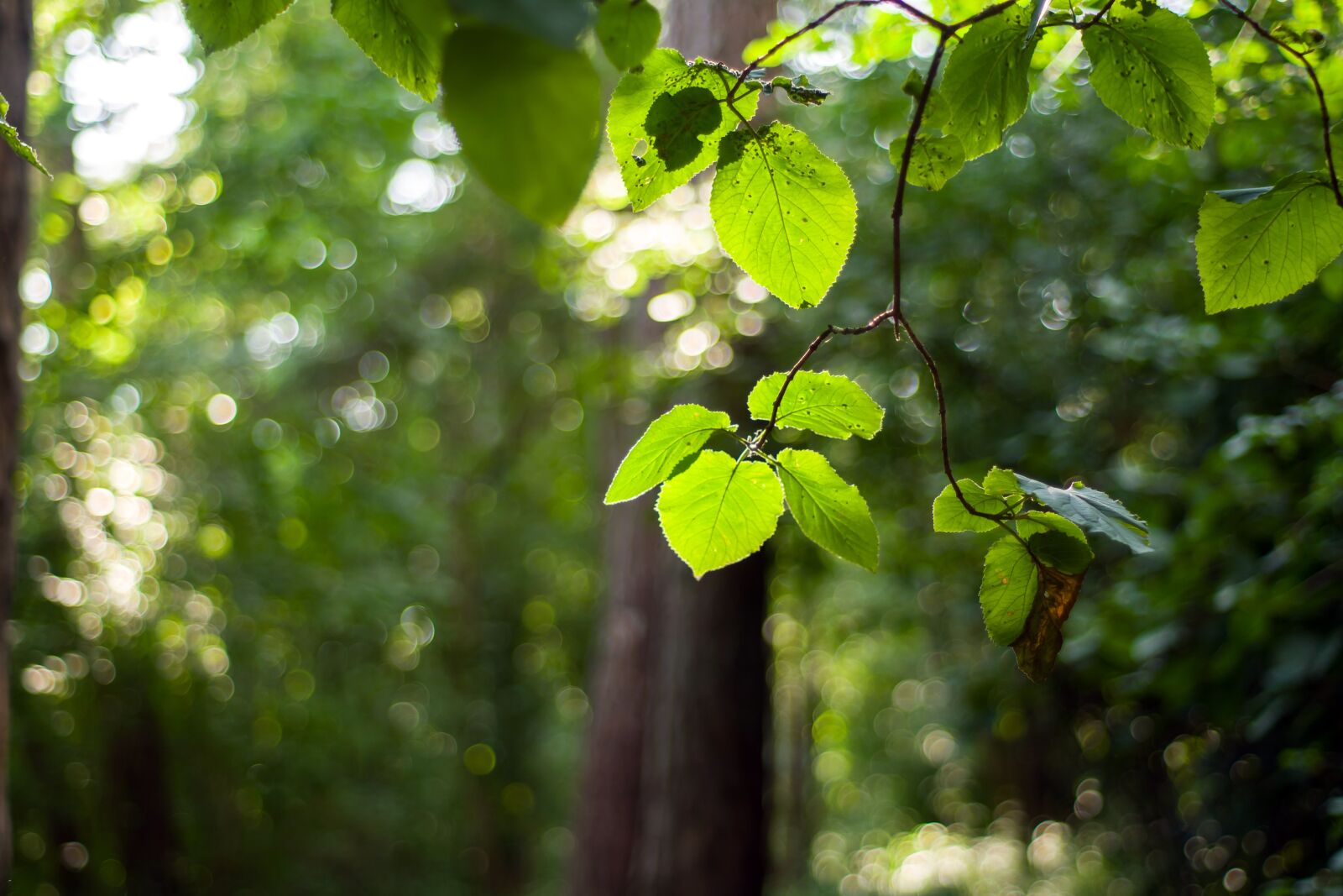 A Series Lens sample photo. Forest, branch, summer photography