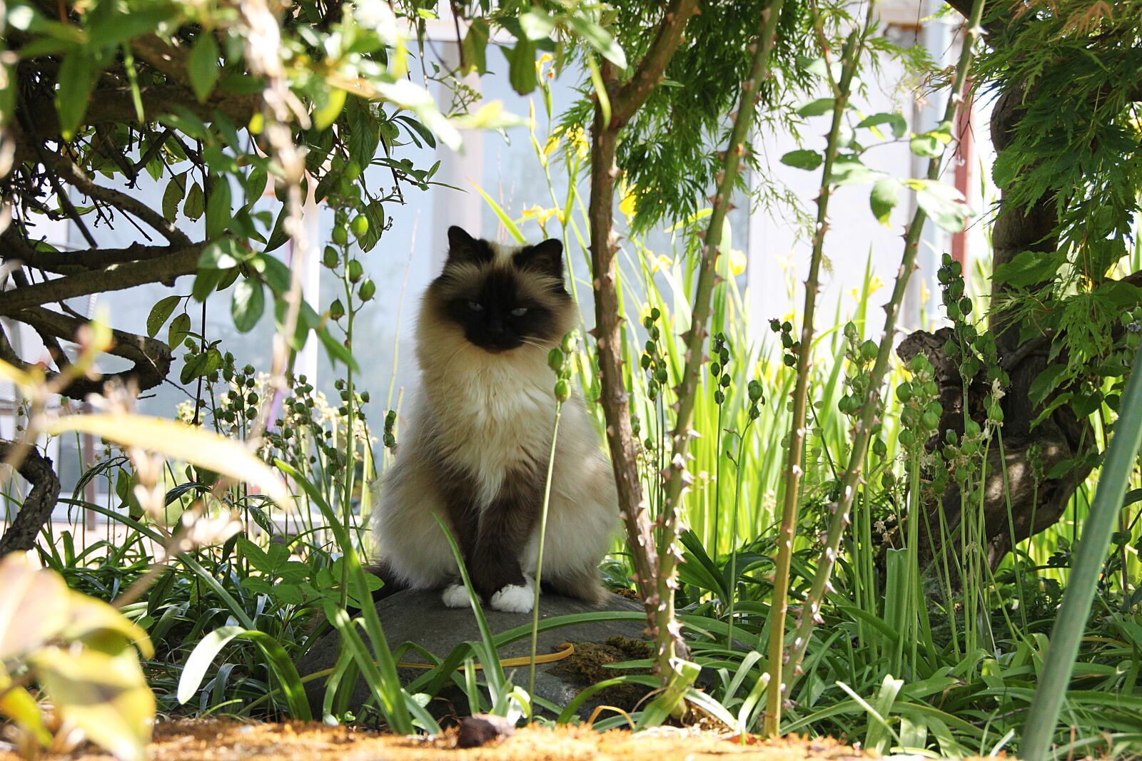Canon EOS 500D (EOS Rebel T1i / EOS Kiss X3) sample photo. Cat, burma, domestic cat photography