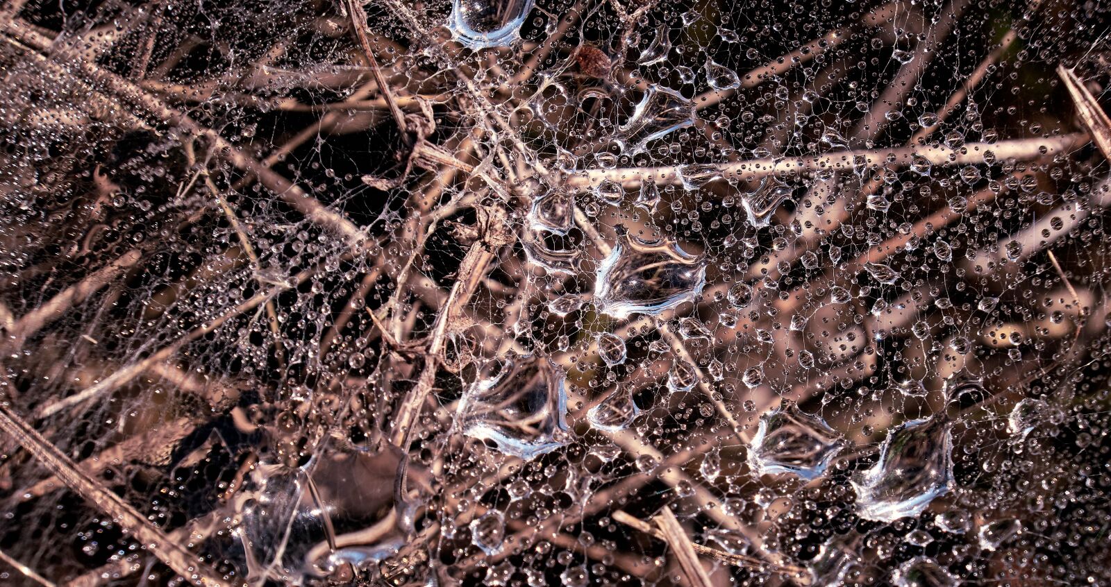 Fujifilm XF 18-55mm F2.8-4 R LM OIS sample photo. Morgentau, dew, cobweb photography