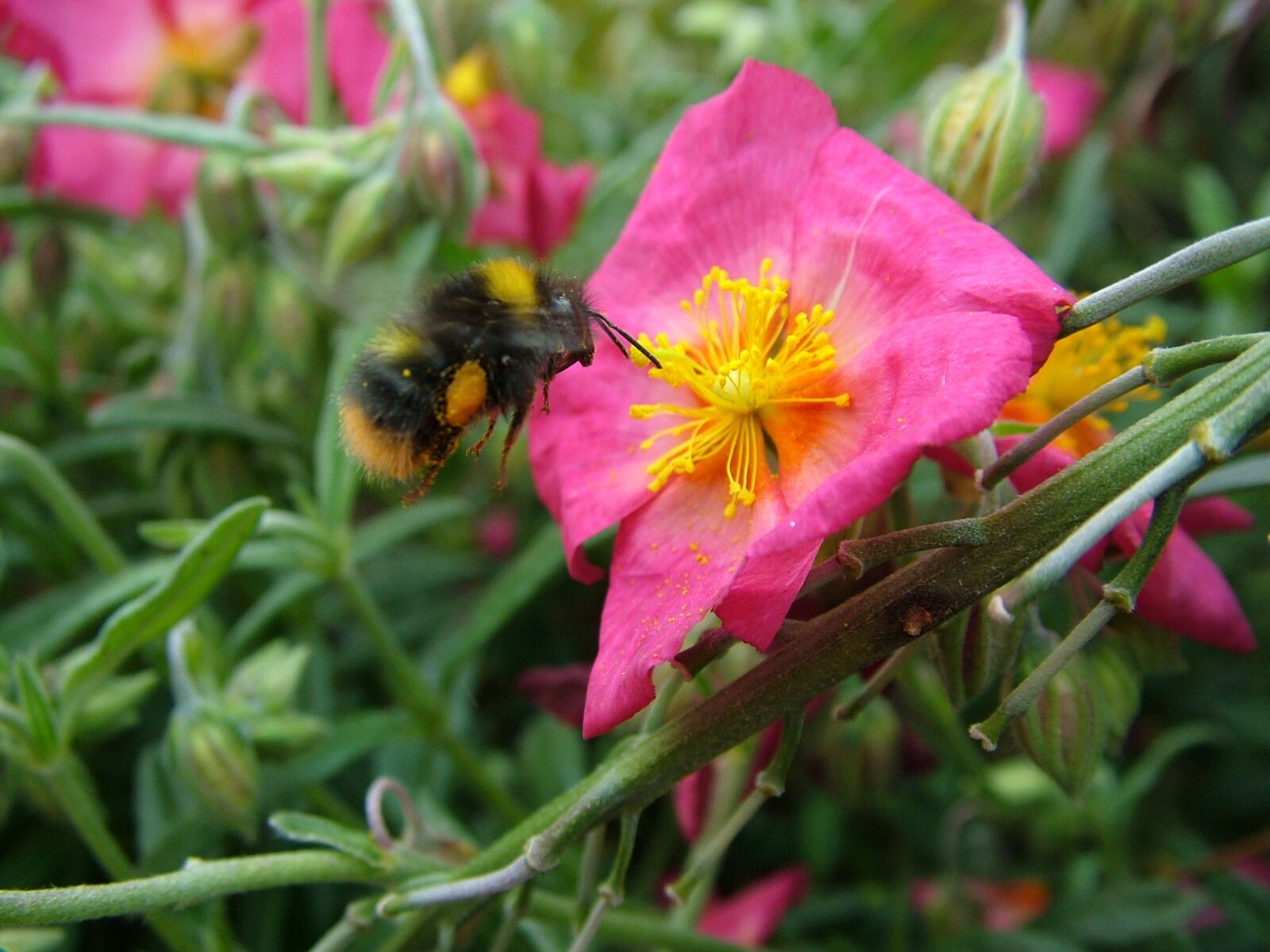 Fujifilm FinePix S7000 sample photo. Bumblebee, pink flower, nature photography