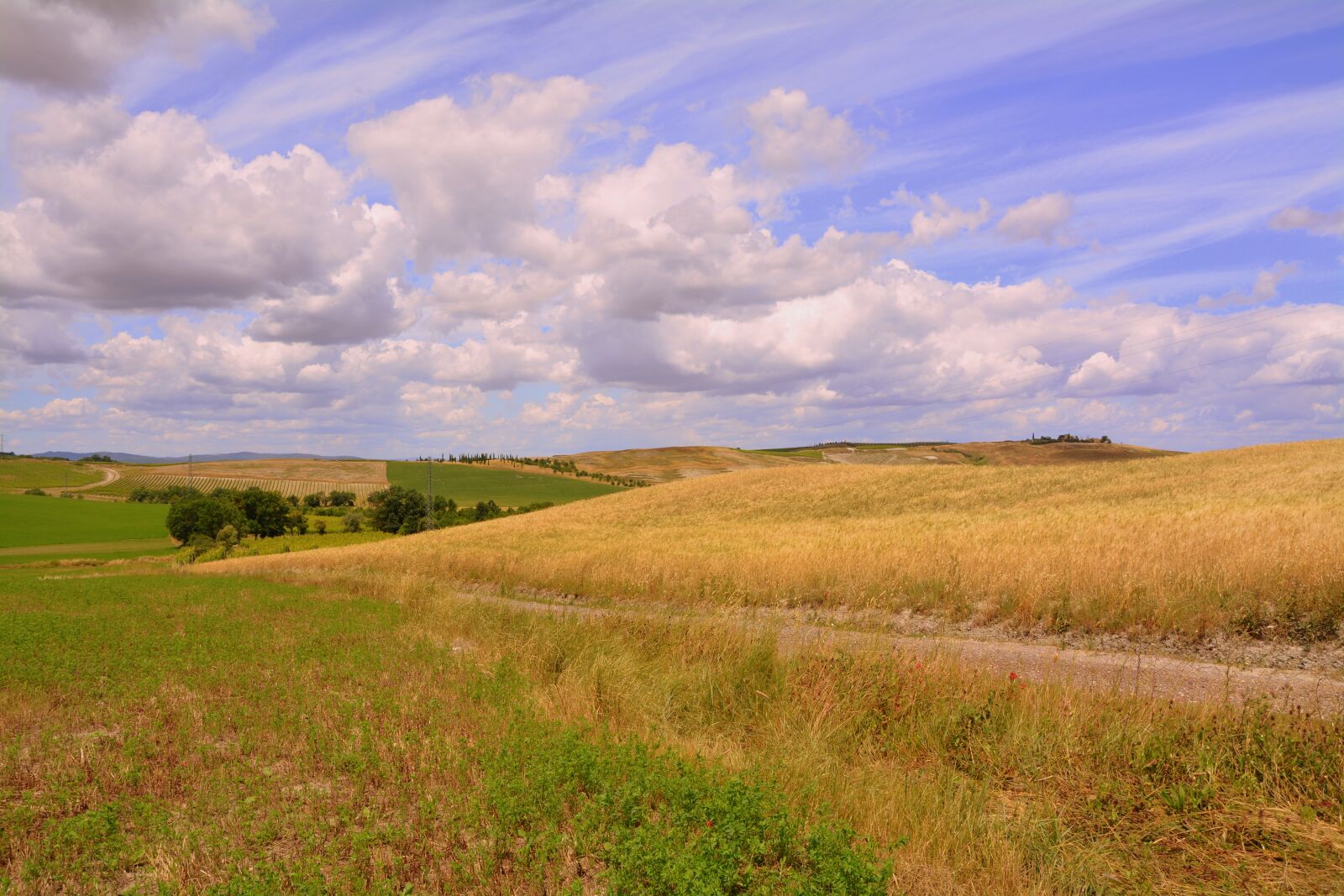 Nikon D7100 sample photo. Agriculture, field, wheat photography