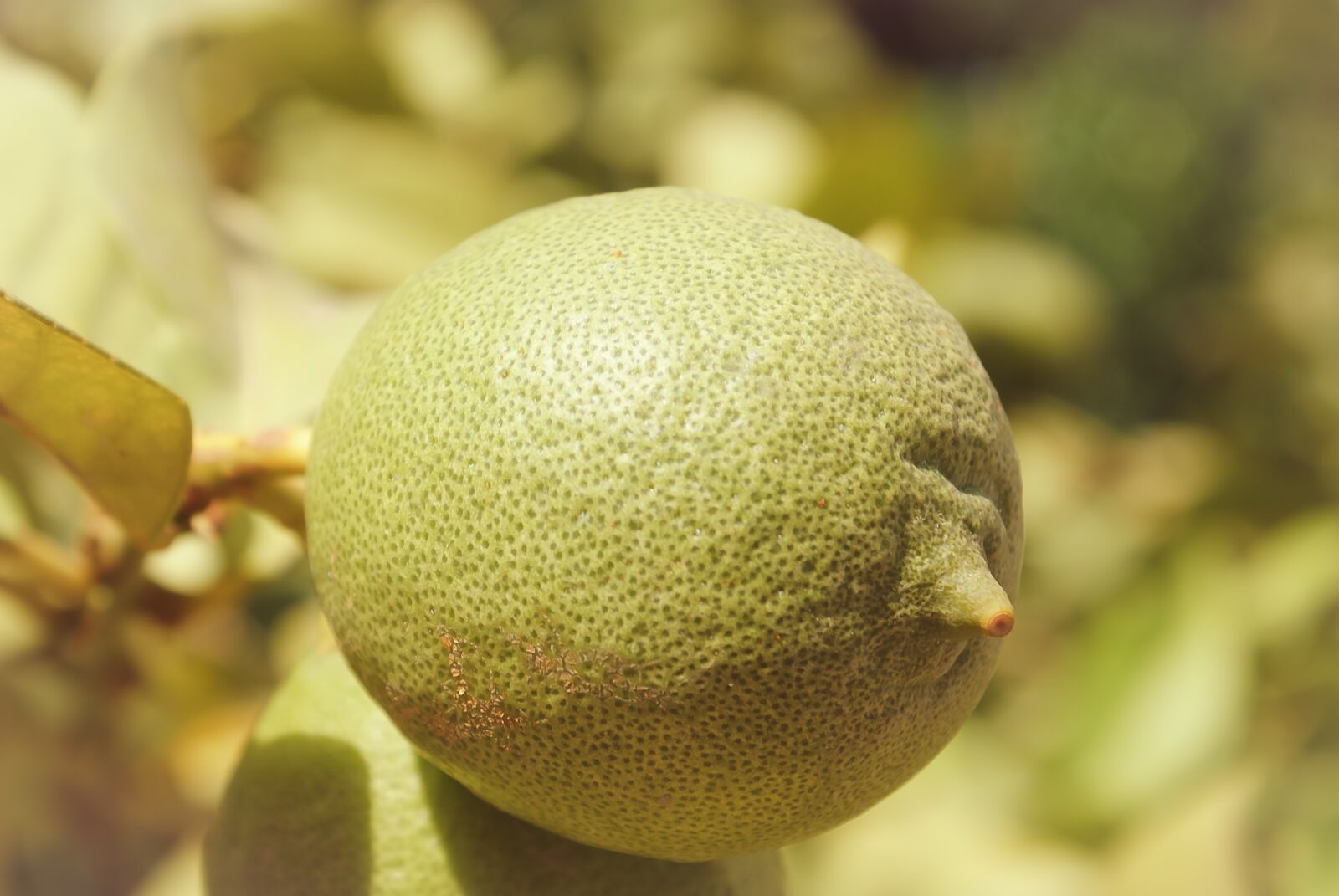 Sony Alpha DSLR-A200 sample photo. Fruit, nature, food photography