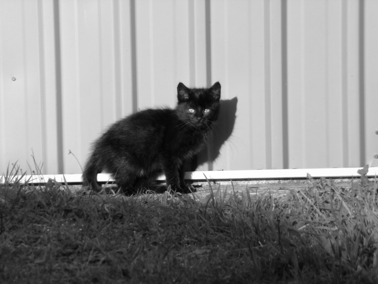 JK KODAK PIXPRO AZ421 sample photo. Black cat, garden, black photography