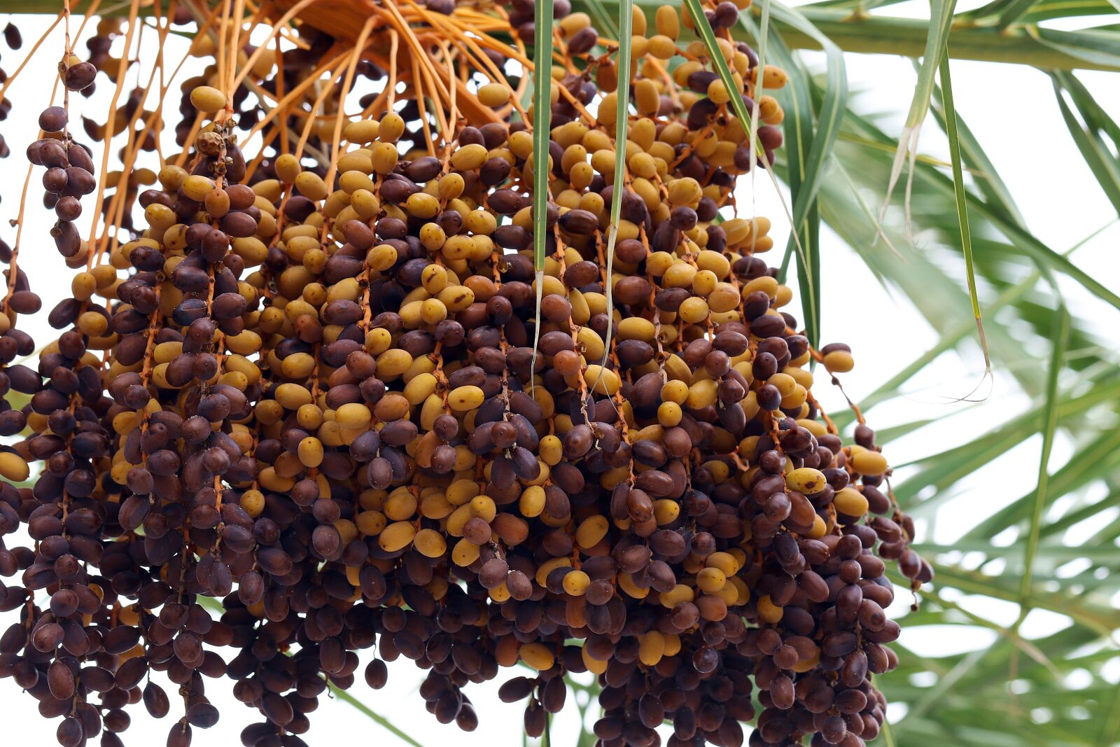 Canon EOS 7D Mark II sample photo. Palma, date palm, dates photography