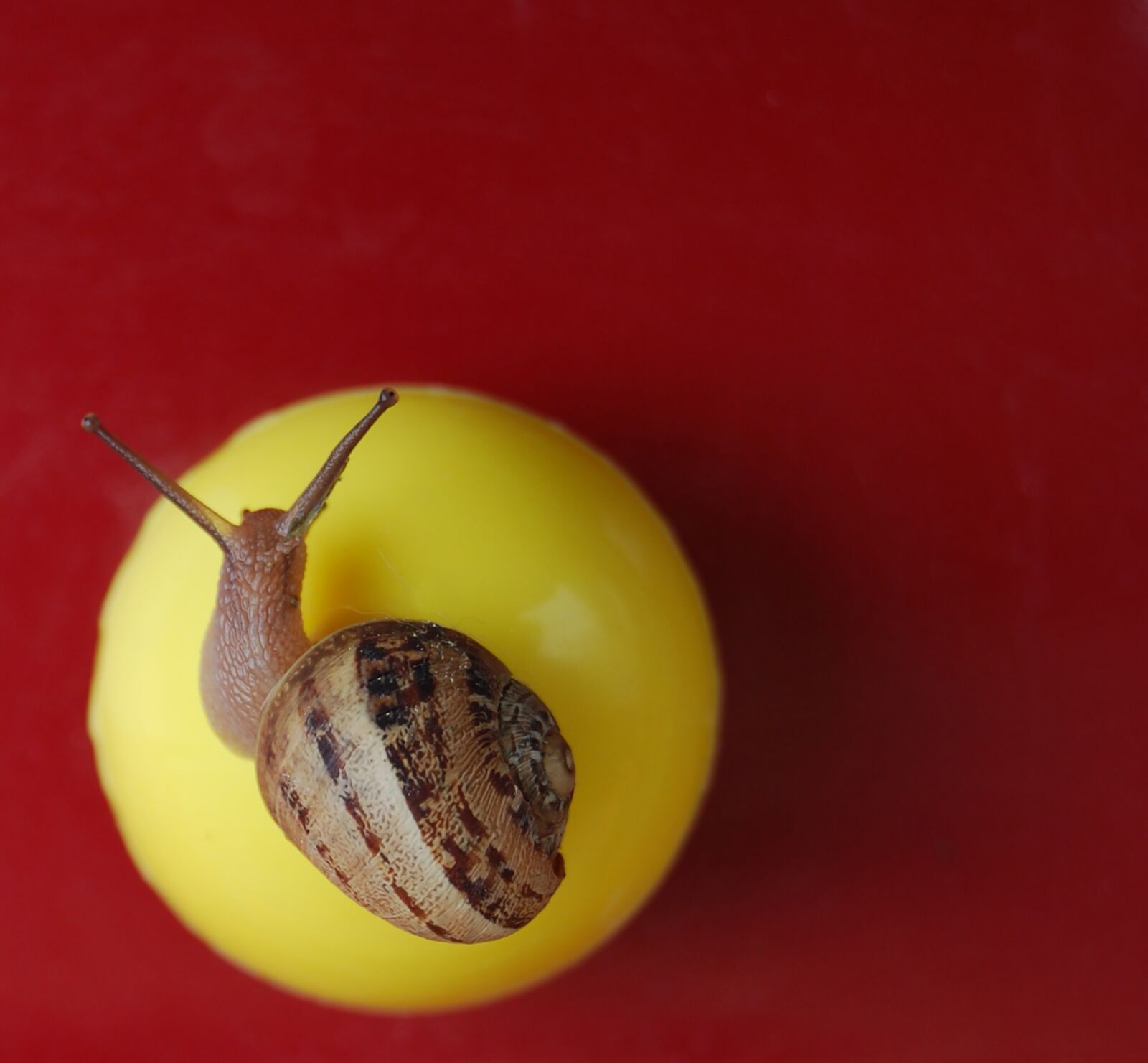 Nikon D60 sample photo. Snail, round, macro photography