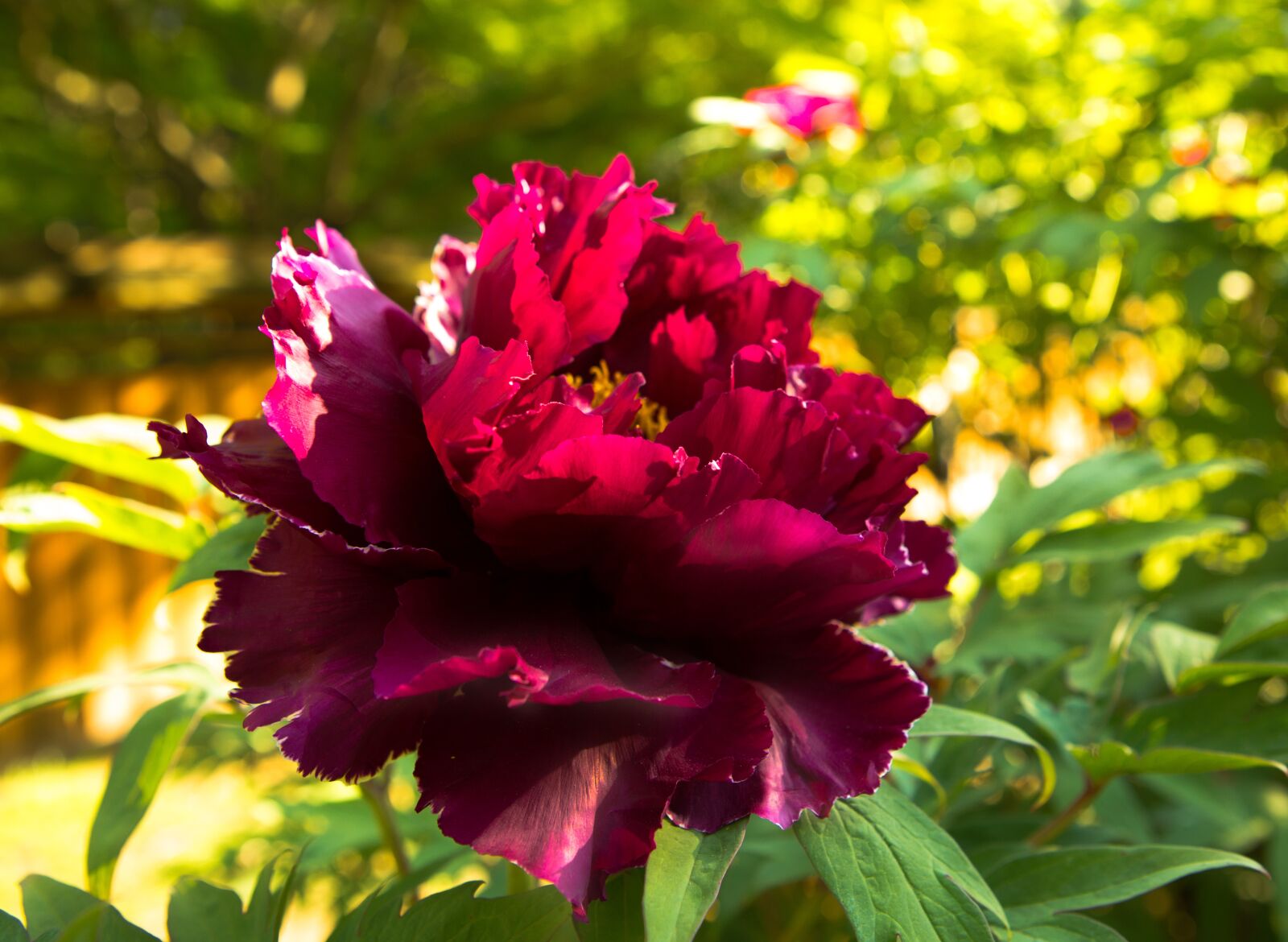 Canon EF 24-70mm F2.8L USM sample photo. Peony, burgundy, flowers photography