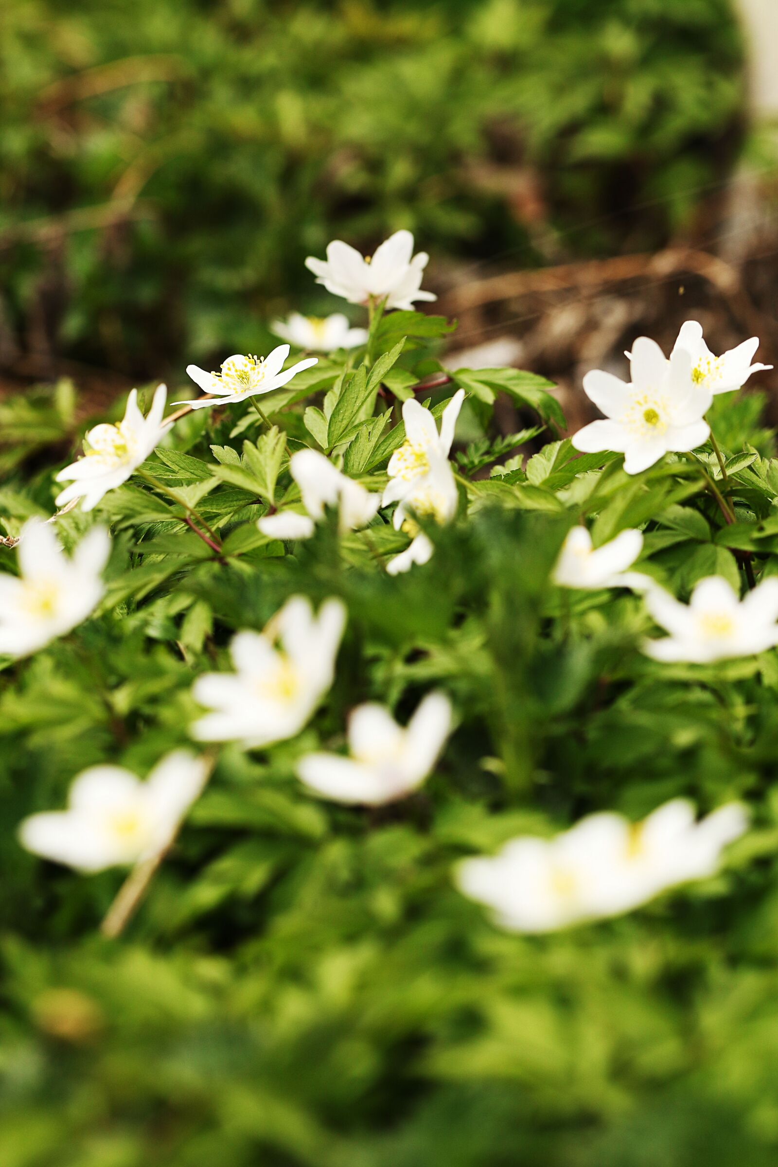 Canon EOS 7D Mark II sample photo. Anemones, nature, flower photography