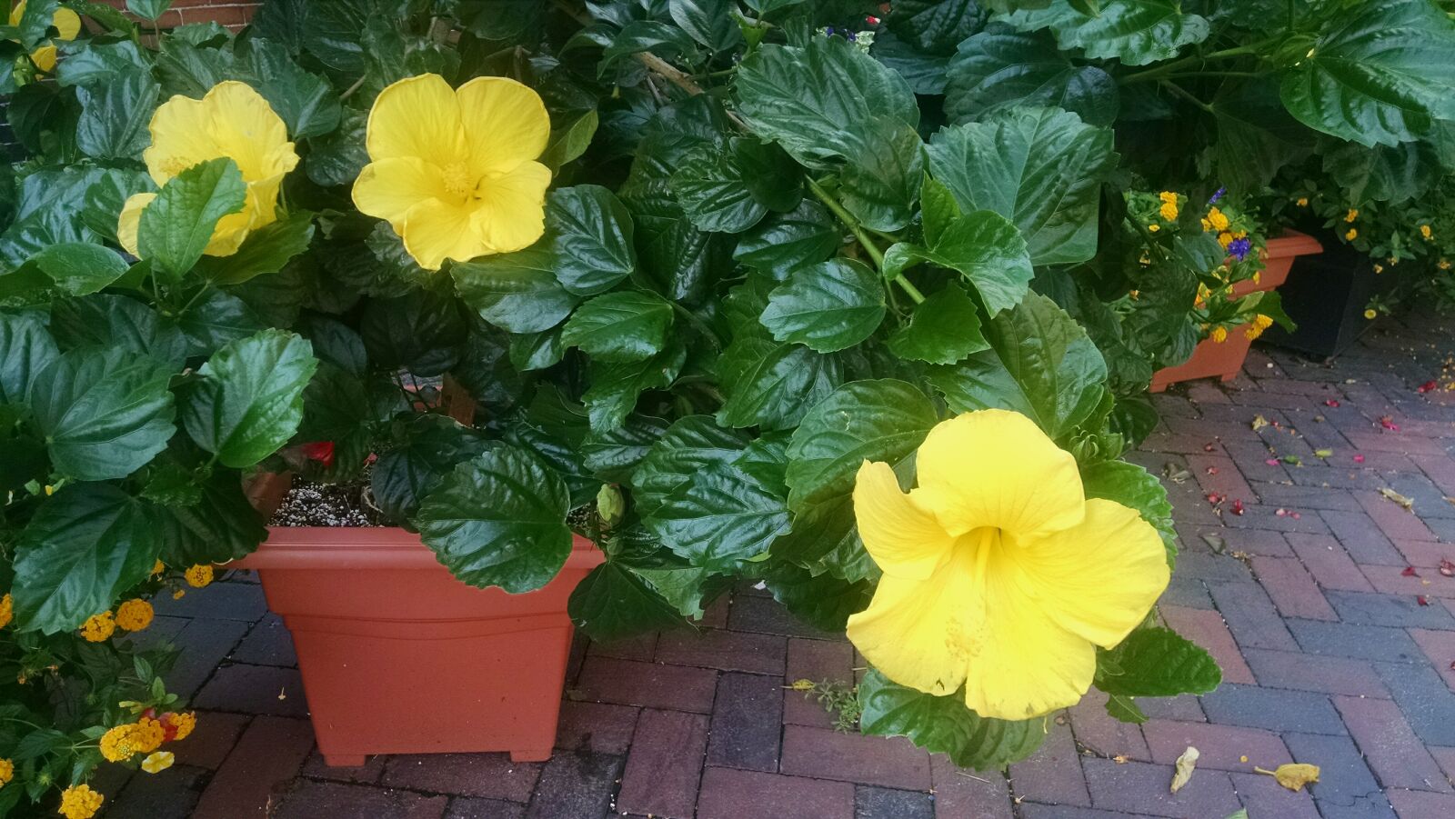 Motorola Moto X (1st Gen) sample photo. Flower, plant photography