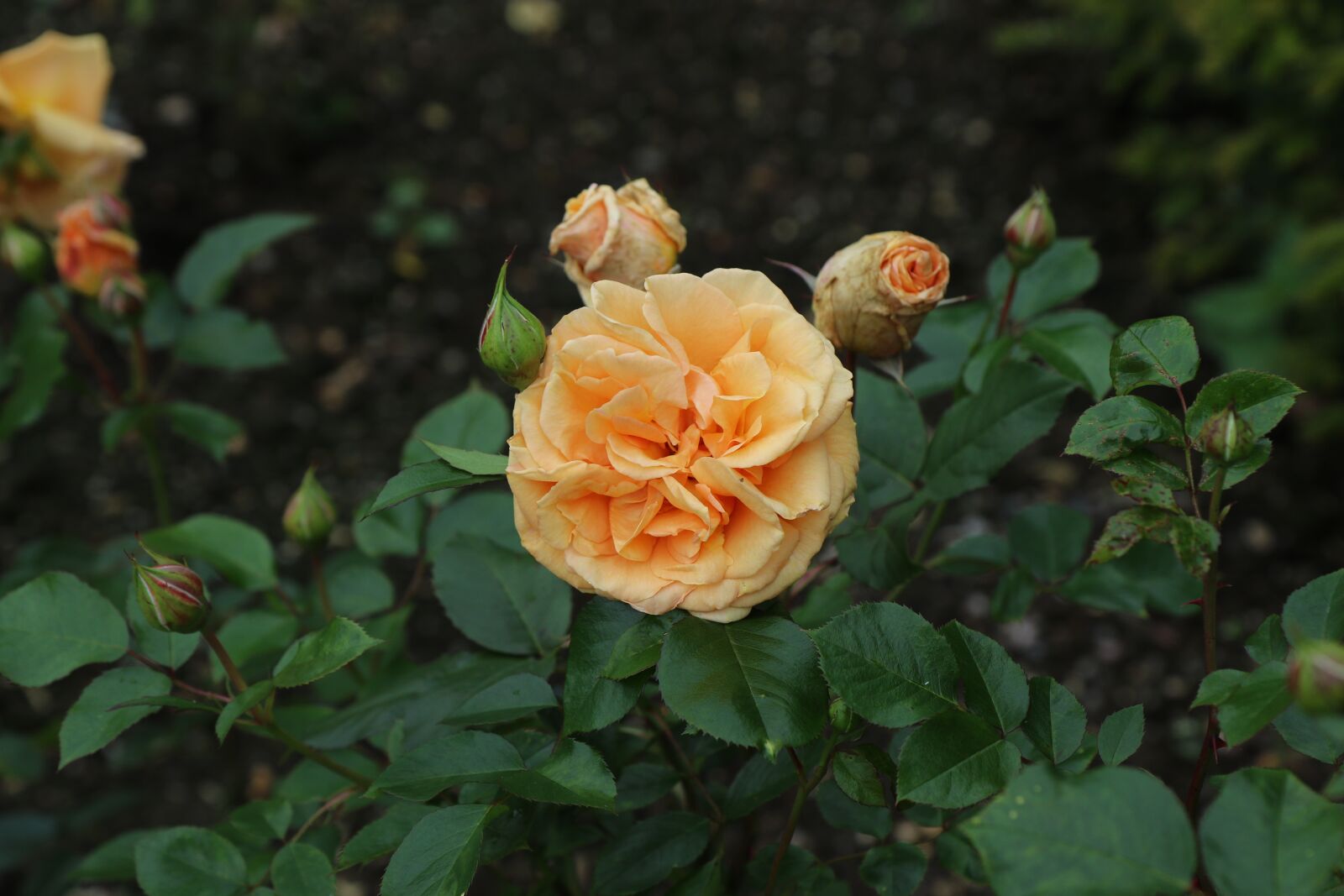 Canon EOS 7D Mark II sample photo. Rose, flower, bloom photography