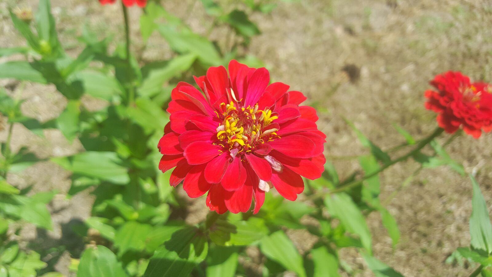 Samsung Galaxy S6 sample photo. Flower, beautiful, green photography