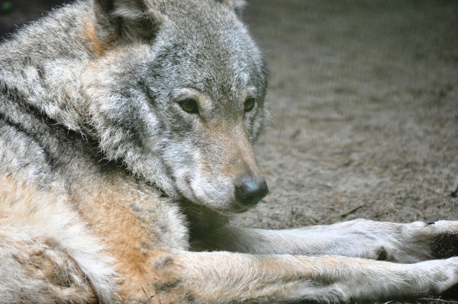 Nikon D90 sample photo. Wolf, stobnica, watchers photography