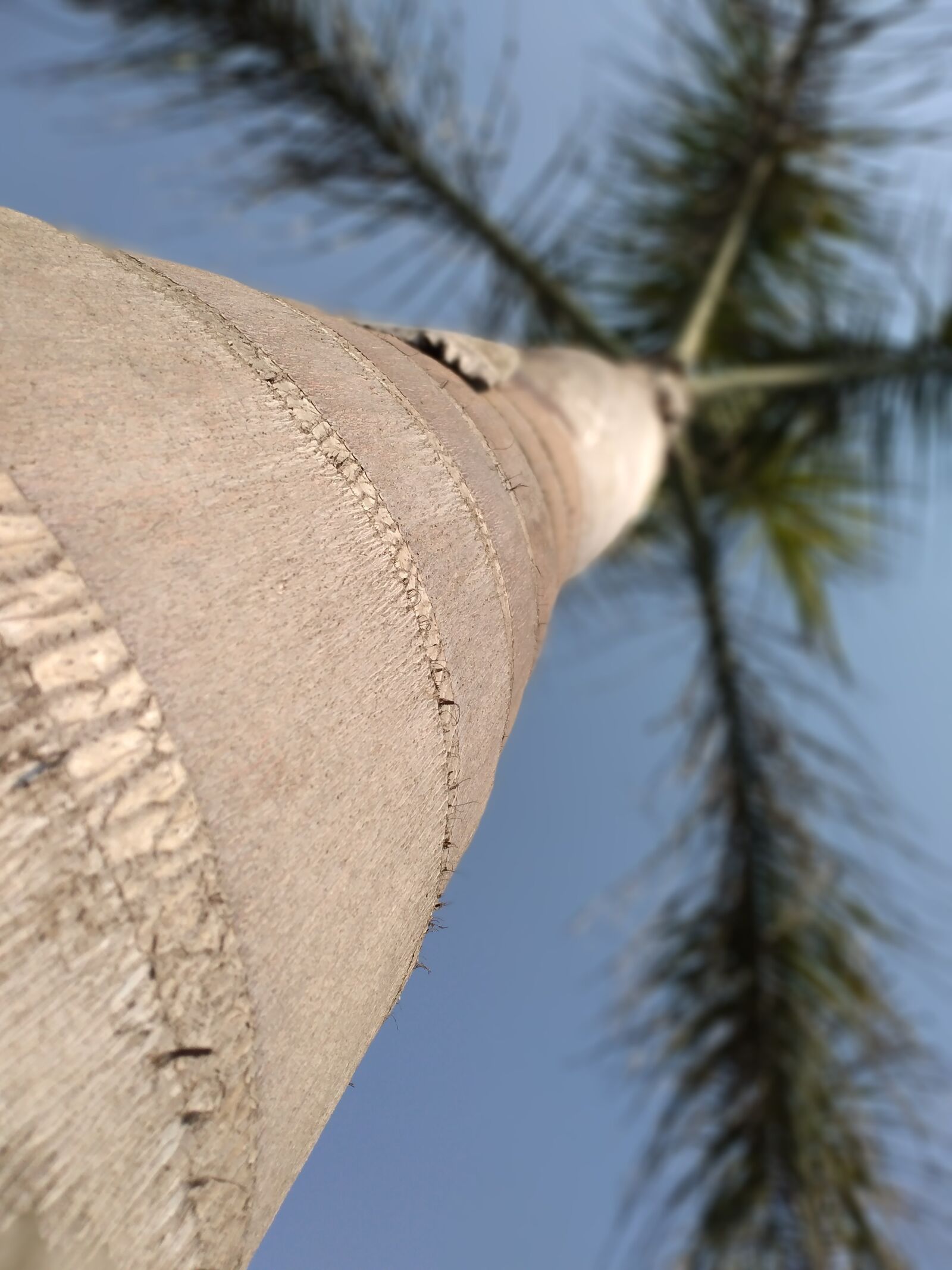 HUAWEI BKK-LX2 sample photo. Tree, dates, dates tree photography