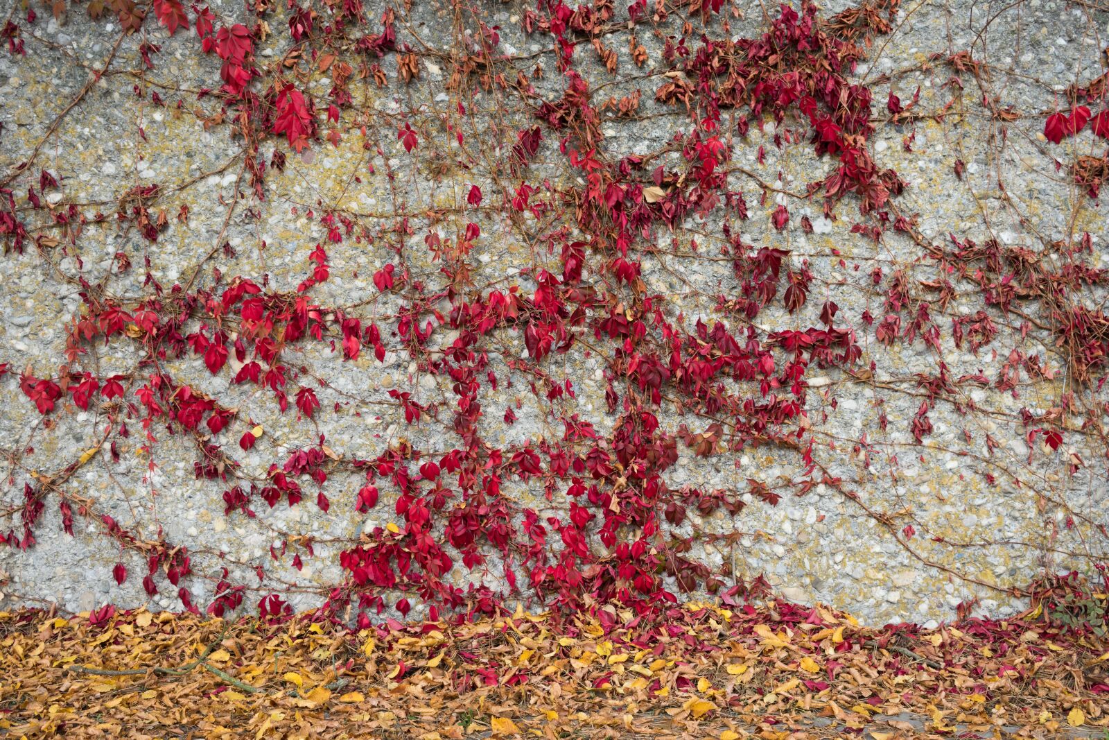 Canon EOS 80D sample photo. Background, stone, texture photography