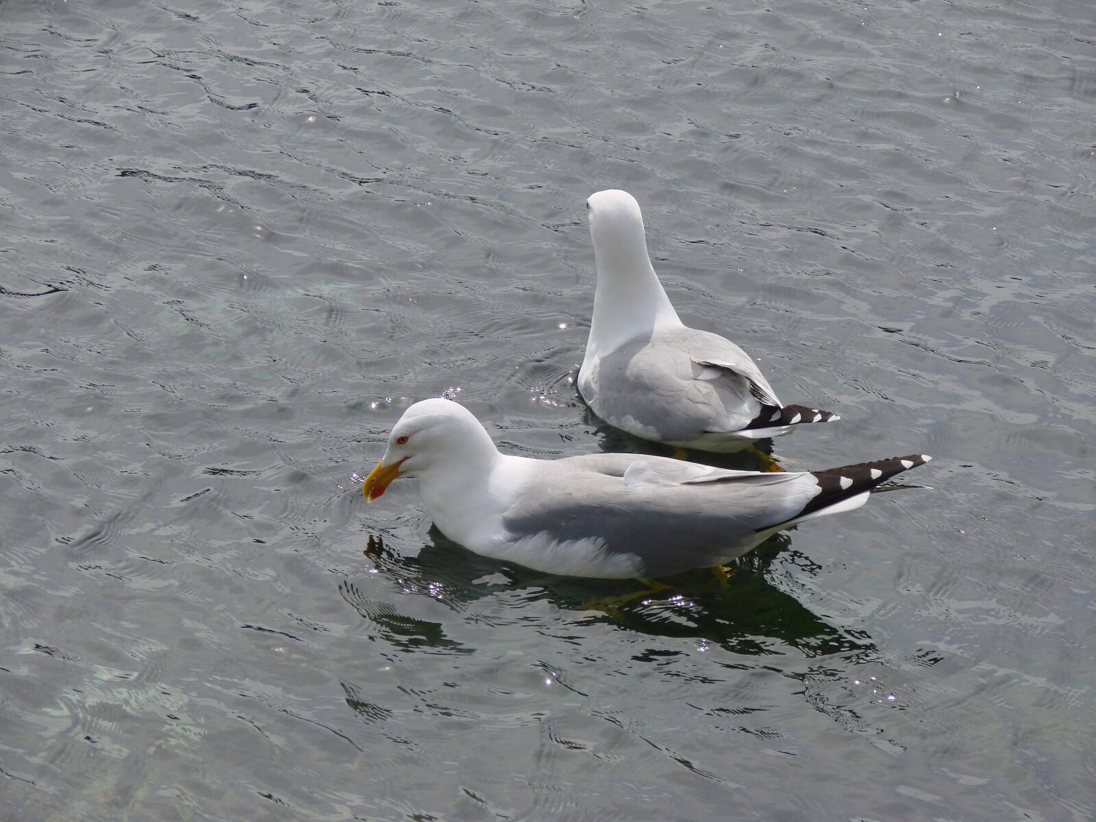 Sony DSC-H5 sample photo. Gulls, sea, bird photography