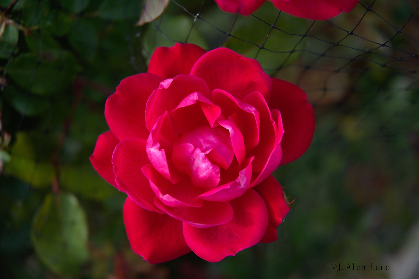 Nikon D5200 sample photo. Flower, pink, spring photography