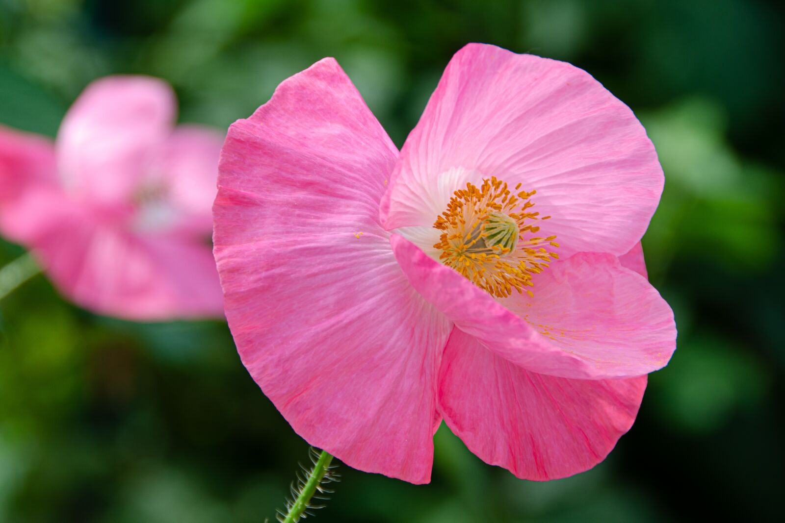 Nikon D7000 sample photo. Klatschmohn, poppy, blossom photography