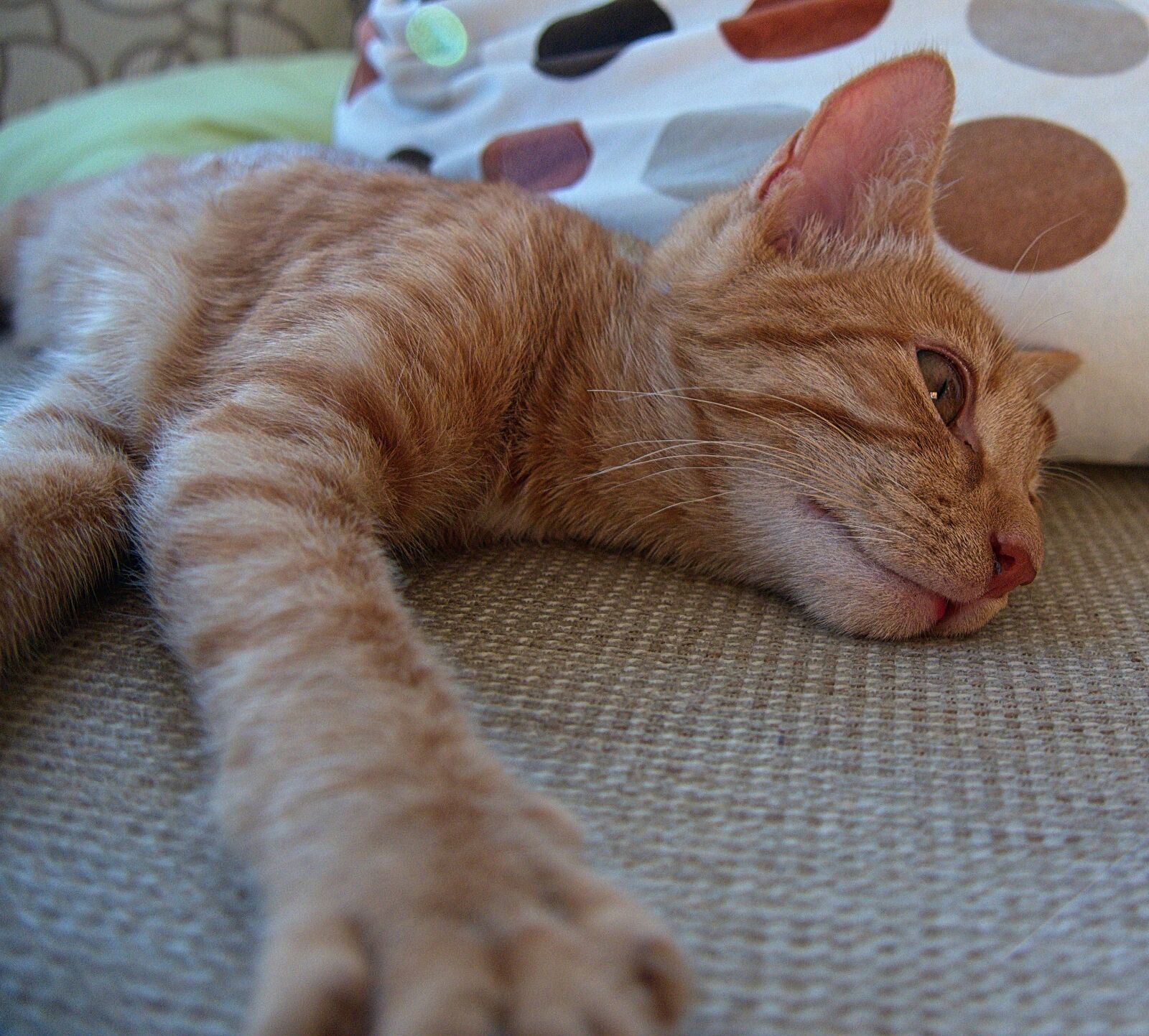 Panasonic Lumix DMC-G6 sample photo. Cat, pet colchester photography