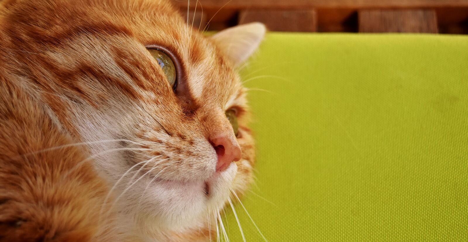 Nikon D7200 sample photo. Cat, mackerel, photograph photography