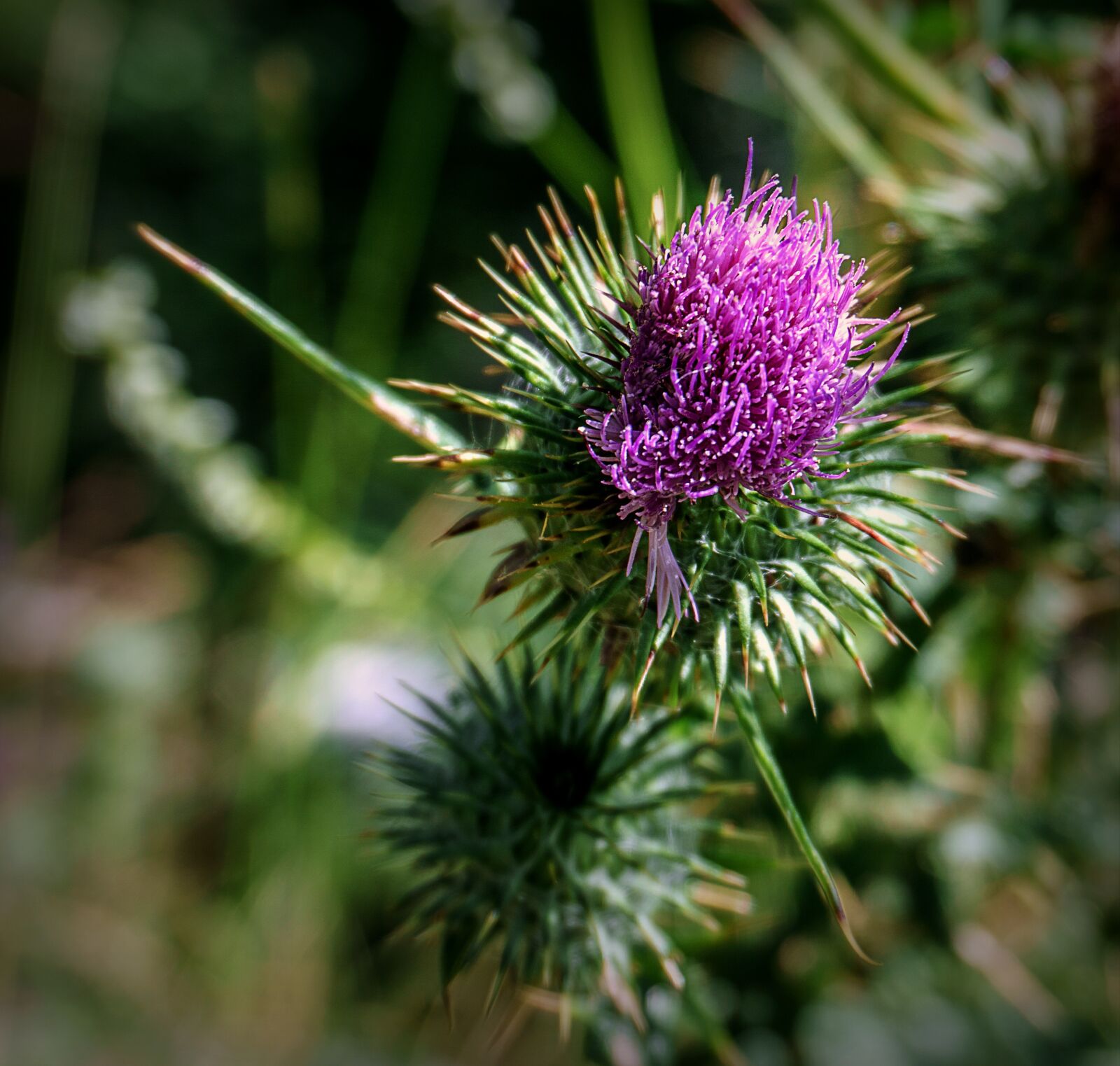 Sony a6000 sample photo. Nature, botany, thistle photography