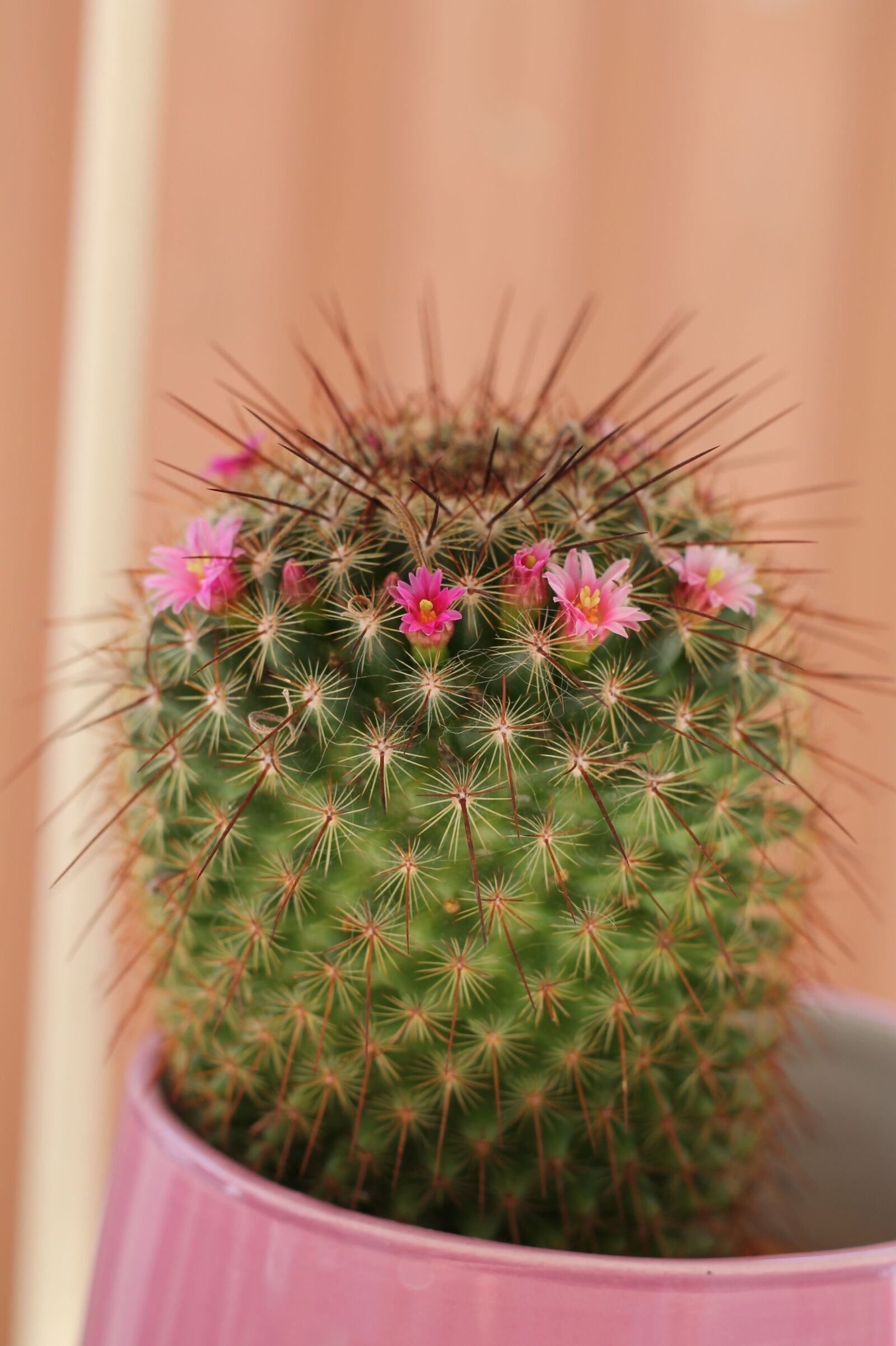Canon EOS 1100D (EOS Rebel T3 / EOS Kiss X50) + Canon EF 50mm F1.8 II sample photo. Cactus, nature, thorns photography