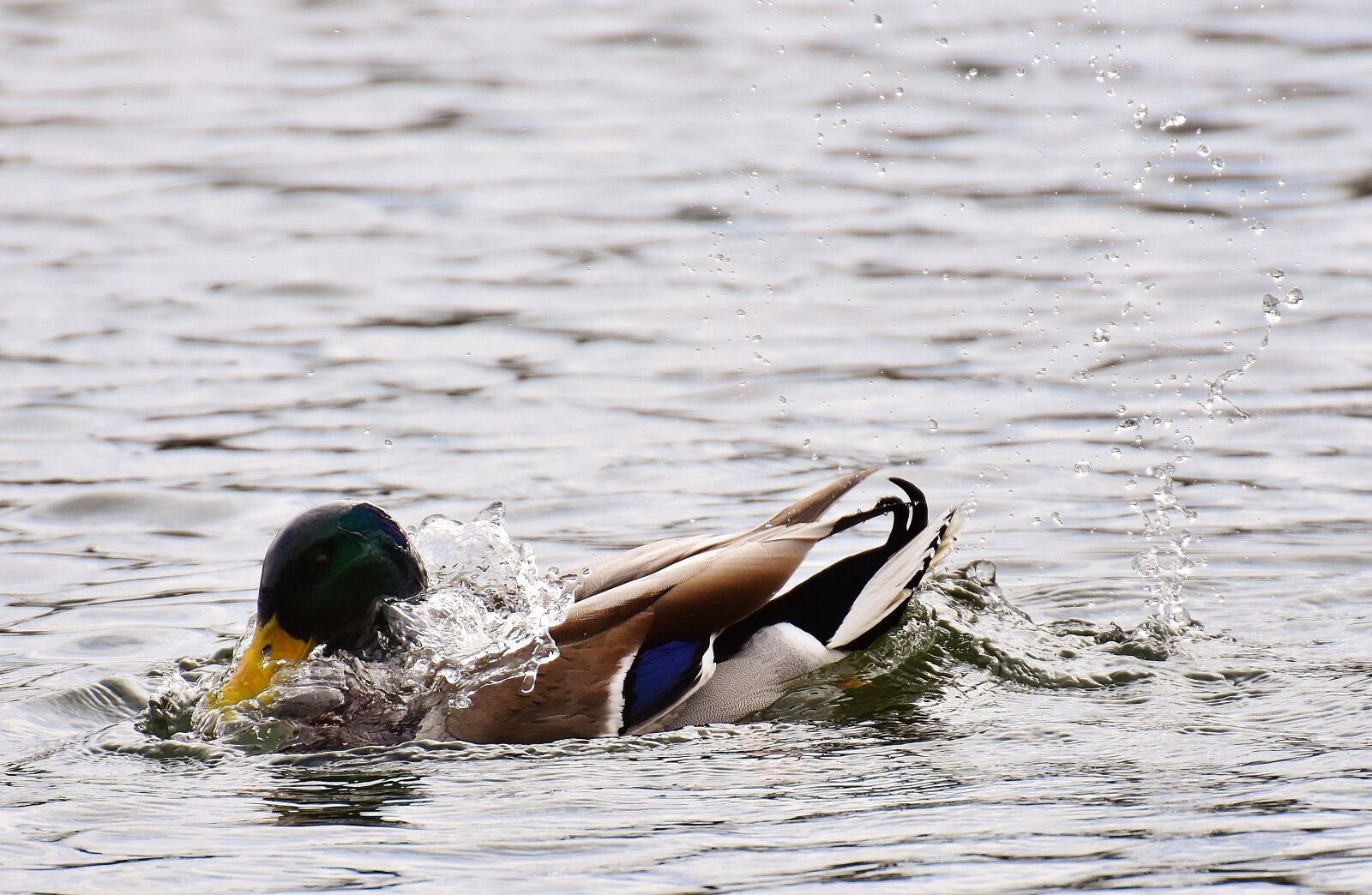 Nikon D7200 sample photo. Mallard, drake, colorful photography