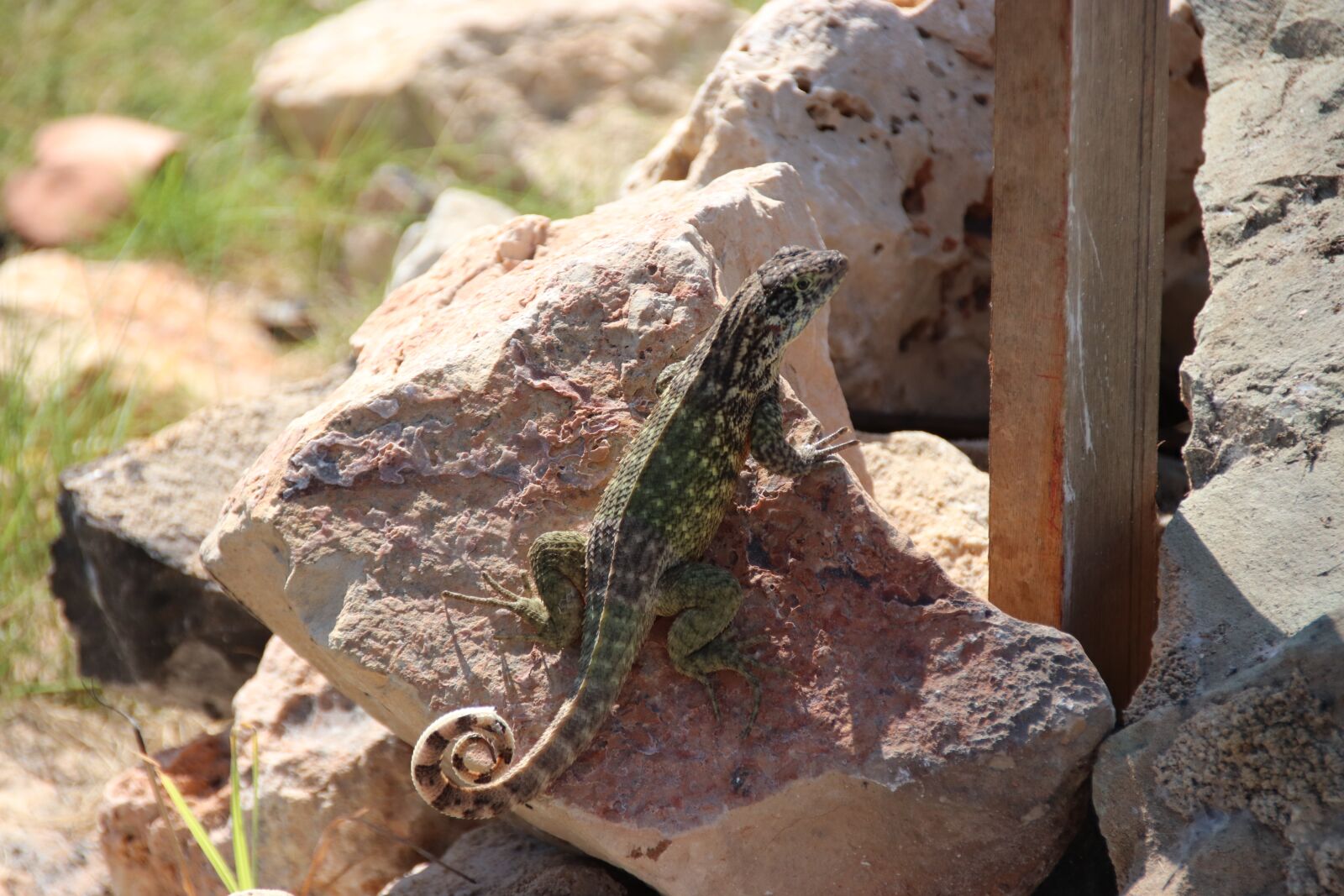 Canon EOS 77D (EOS 9000D / EOS 770D) sample photo. Do cuba, varadero, lizard photography
