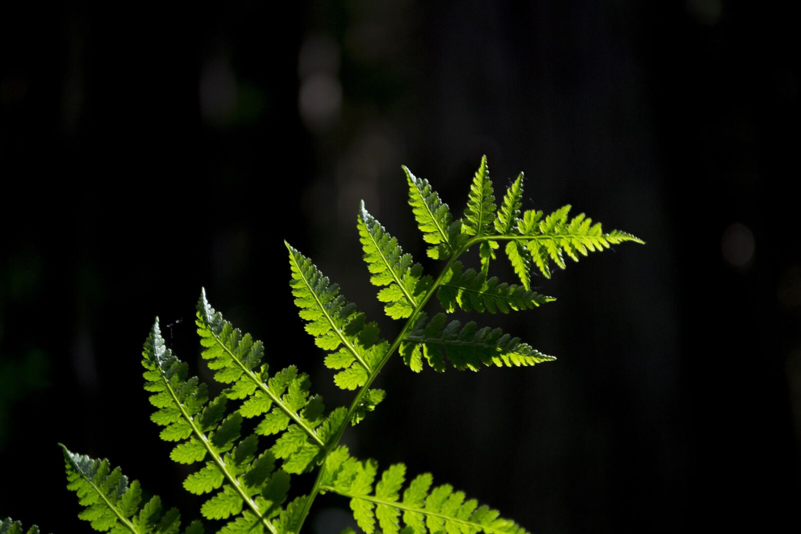 Nikon D3100 sample photo. Forest, path, magic photography
