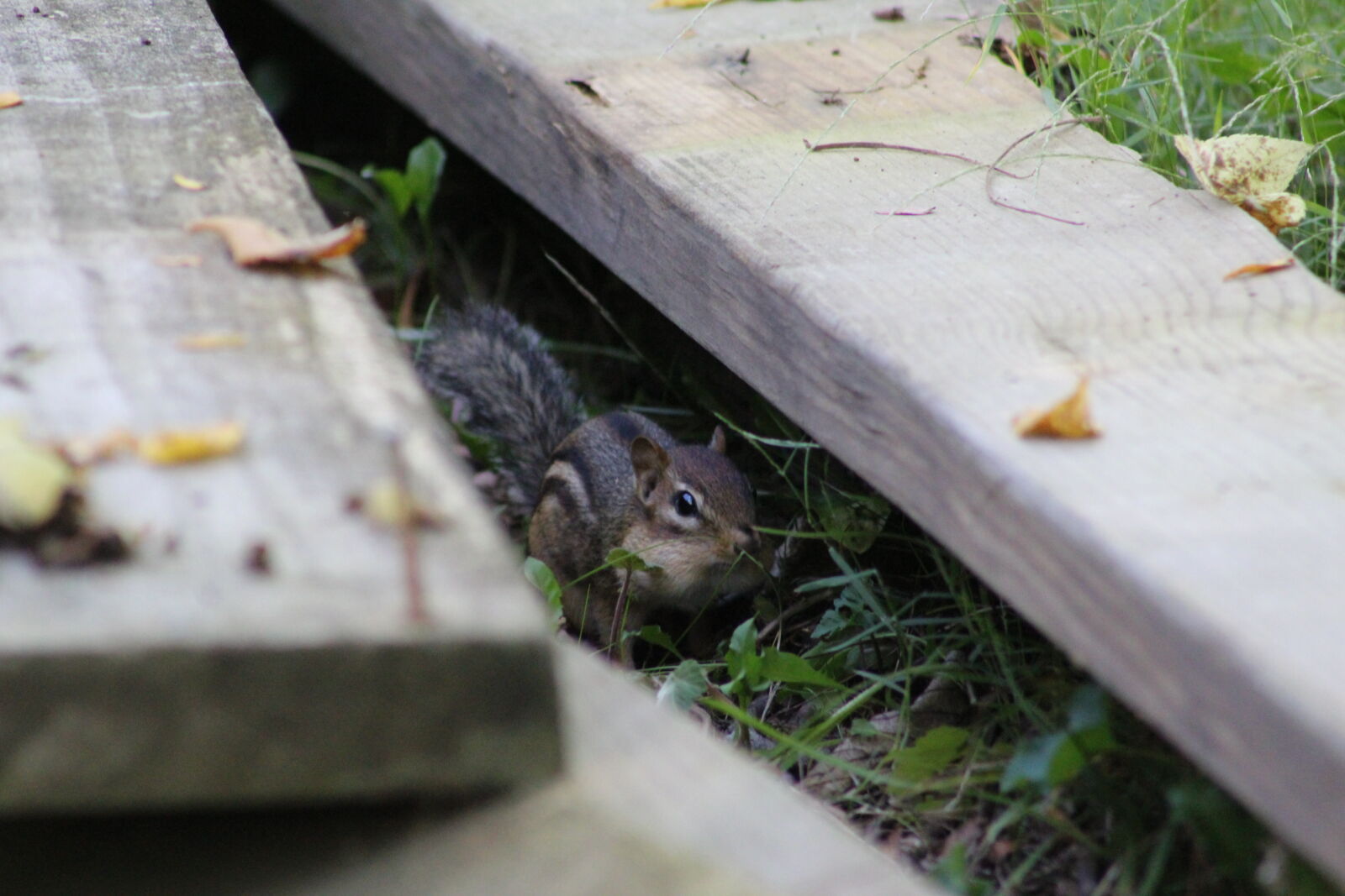 Canon EF 75-300mm f/4-5.6 sample photo. Animals, chipmunk, nature photography