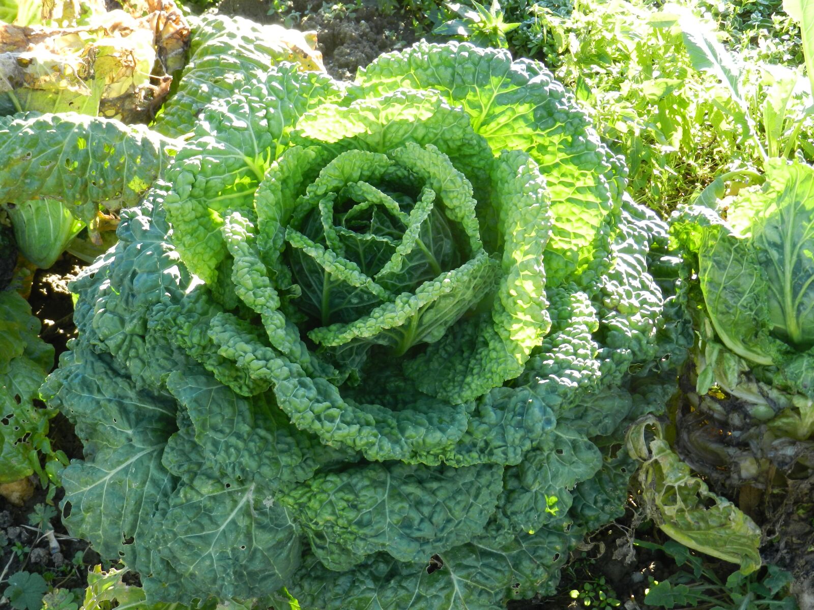 Nikon Coolpix P500 sample photo. Cabbage, vegetable, green photography