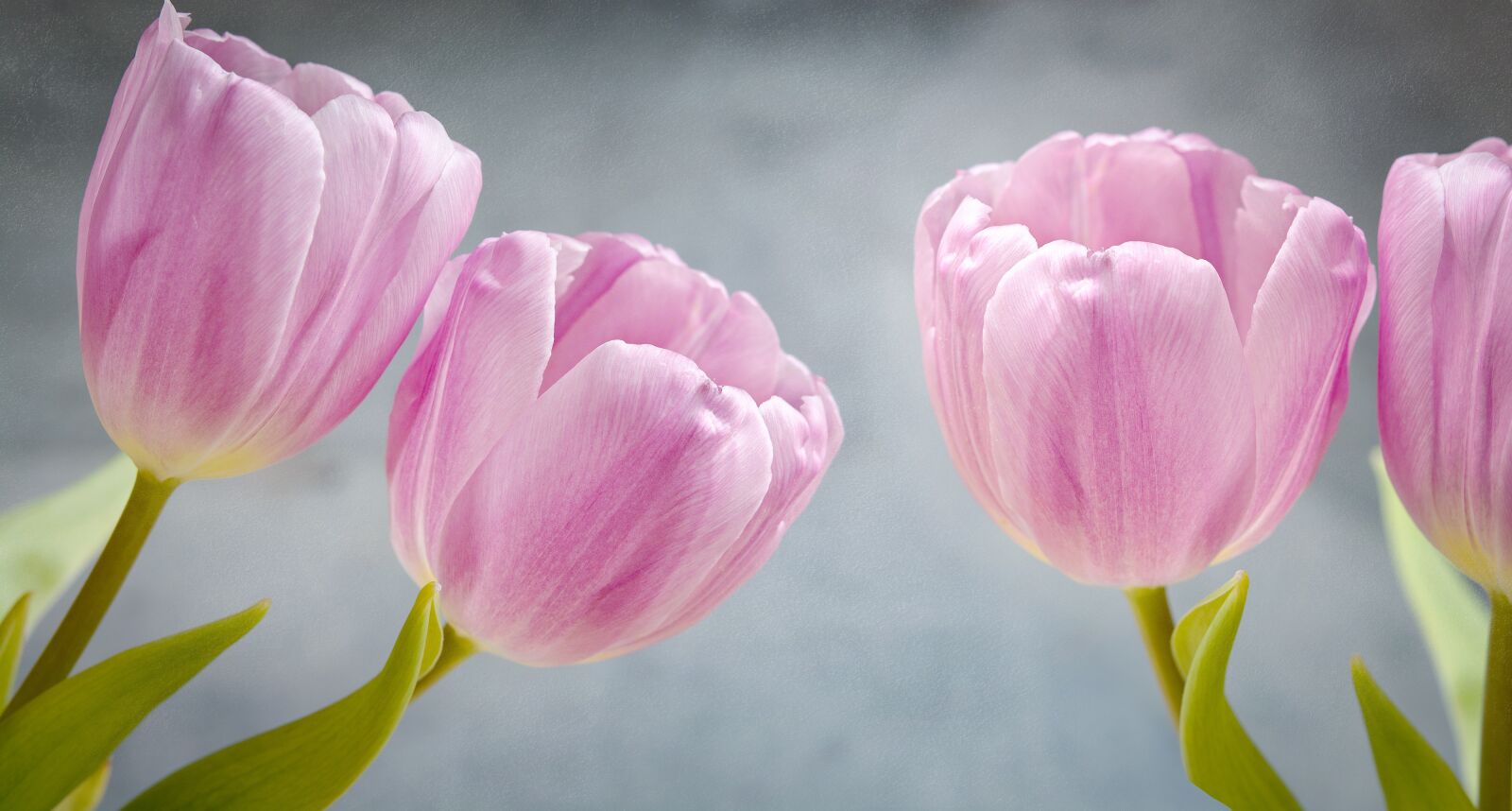 Nikon D7100 sample photo. Tulips, pink, pink flowers photography